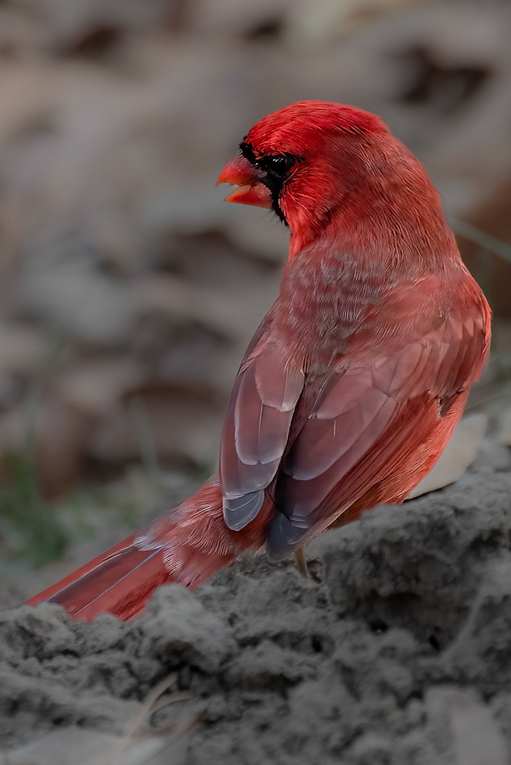 Cardinal in the Dirt