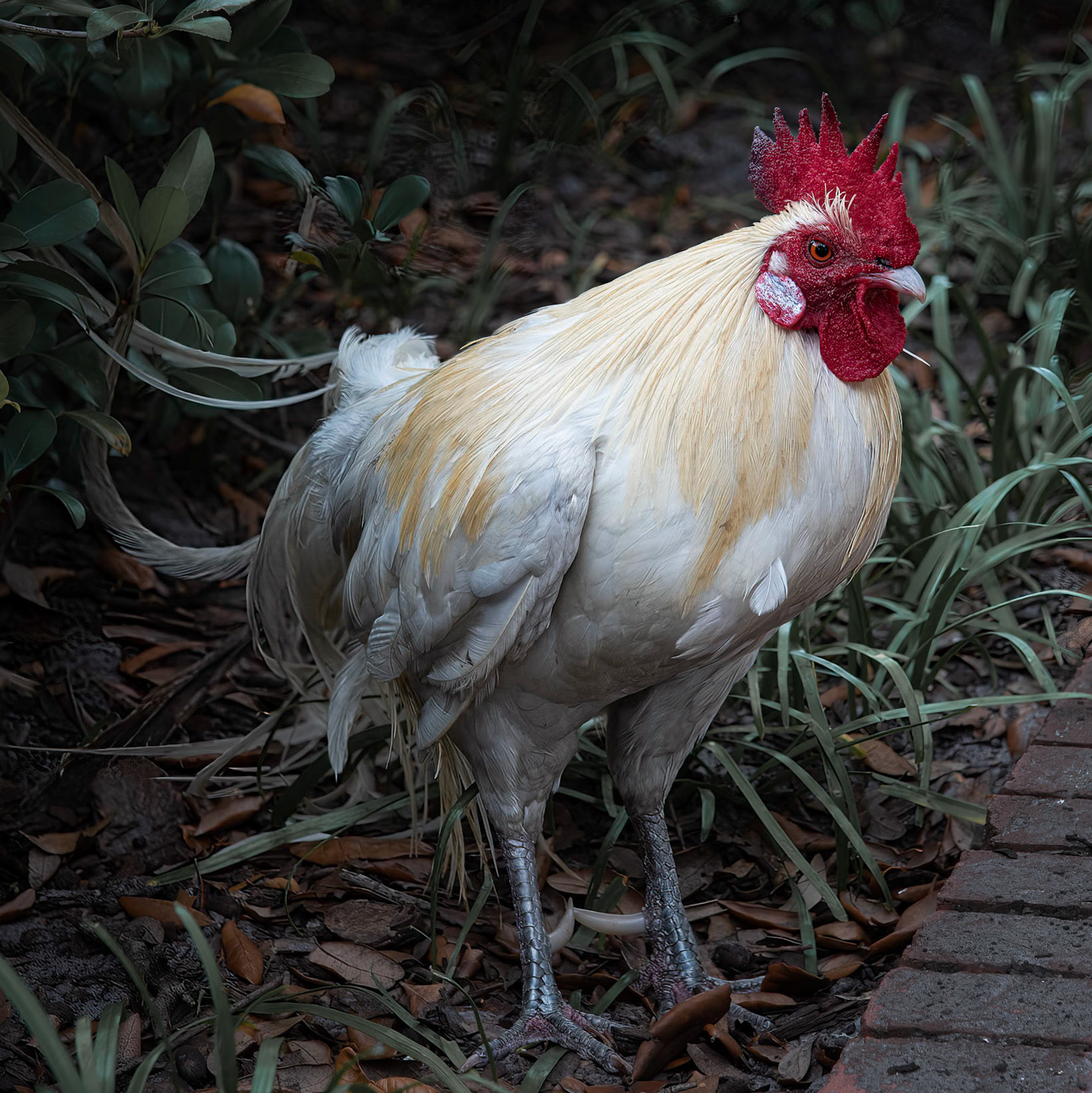 Ybor City Feral Rooster