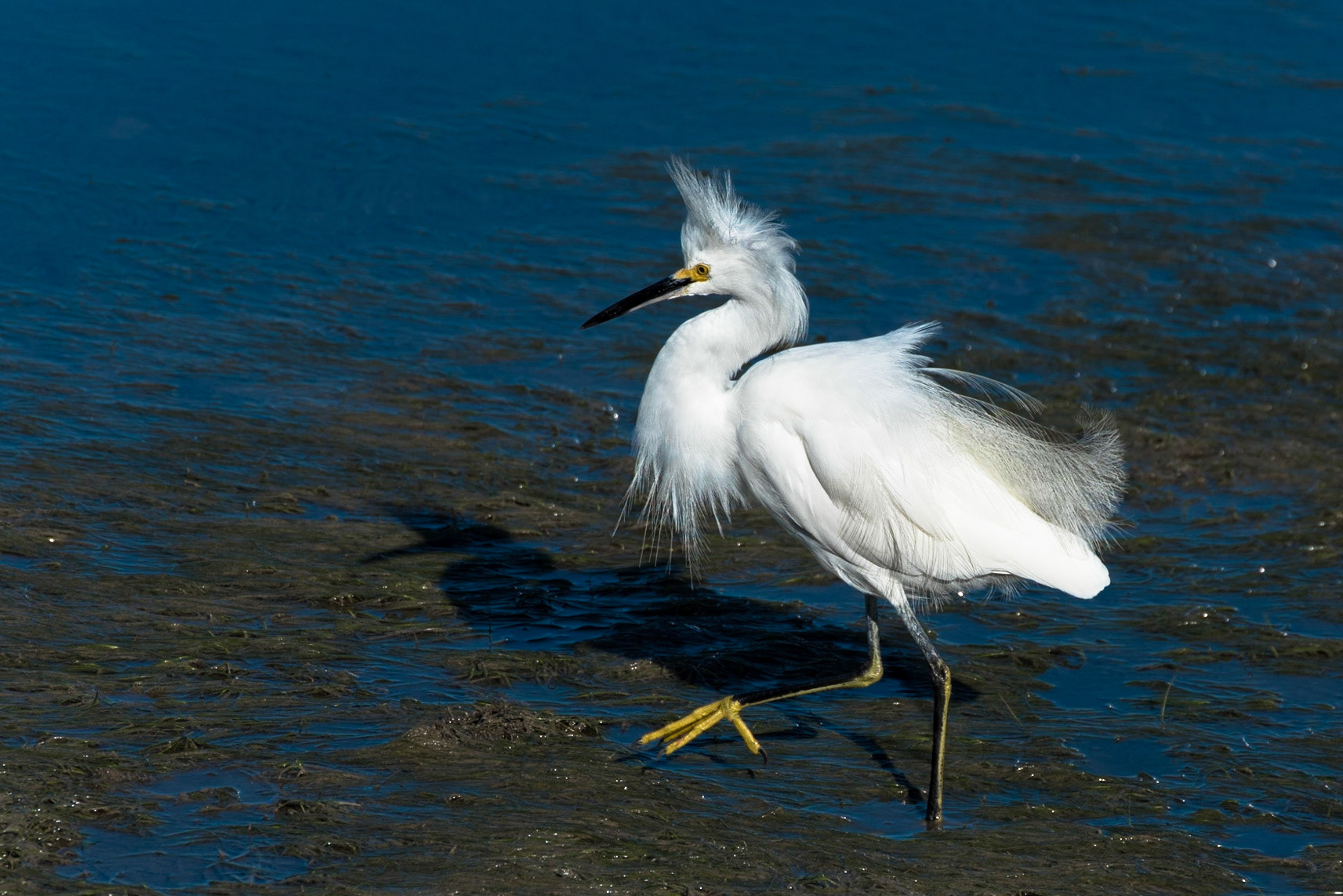 Egret in the Mud