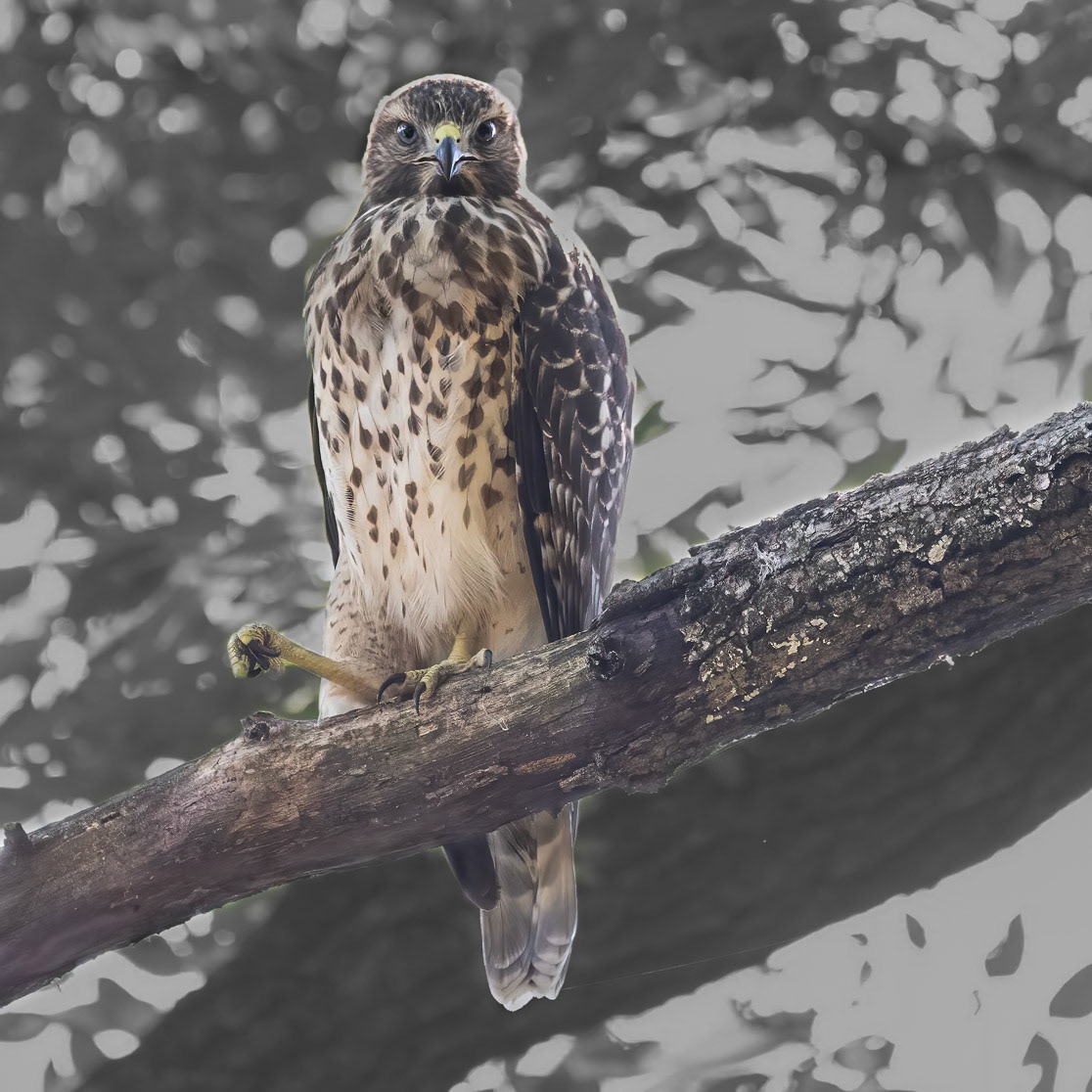 Backyard Hawk