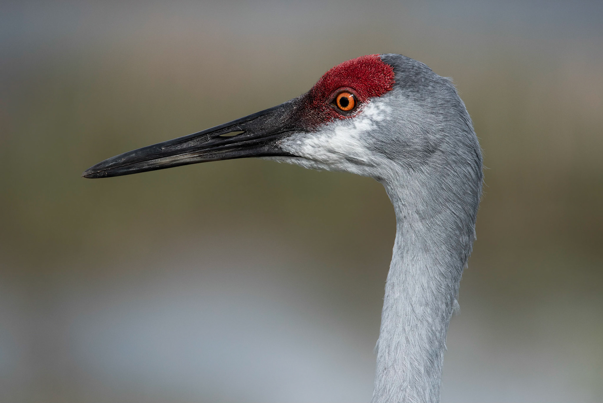 Sandhill Crane