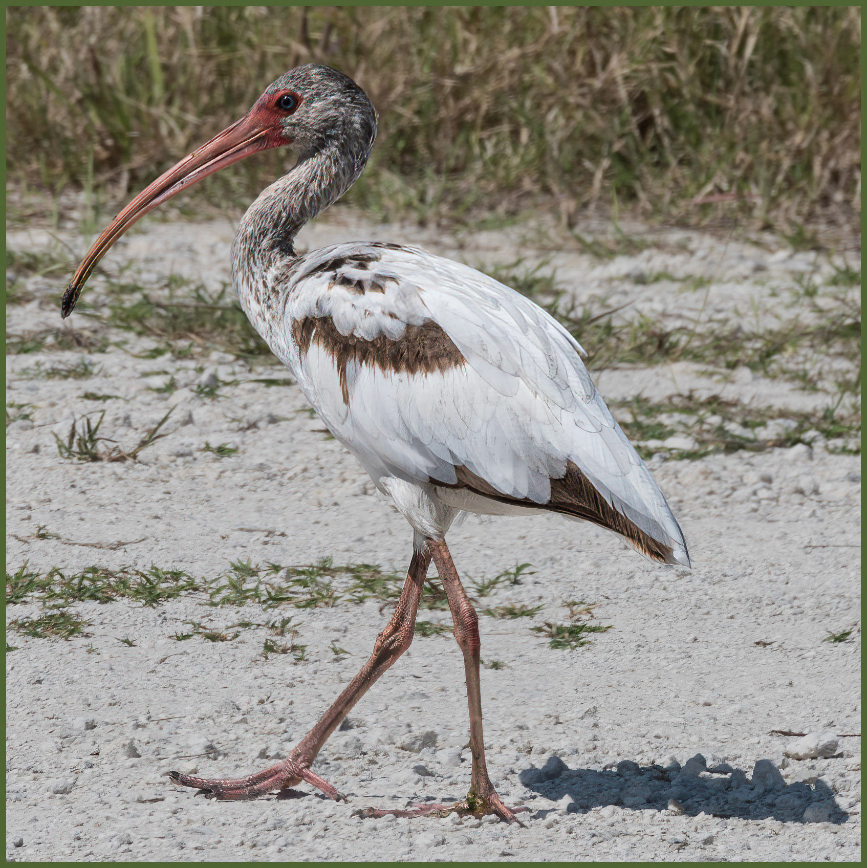 Lake Apopka North Shore