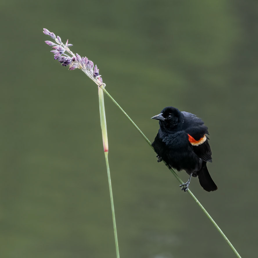 Red-winged blackbird