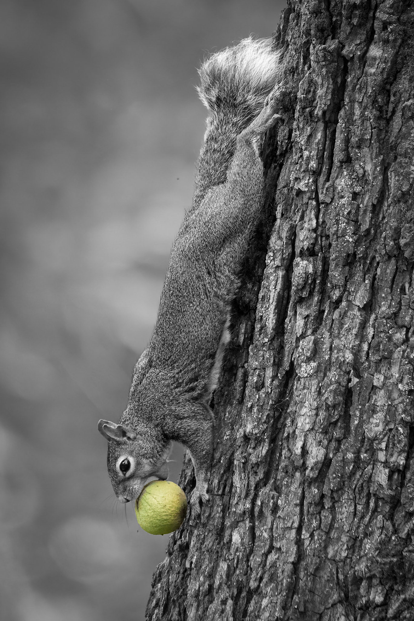 Taking a Black Walnut