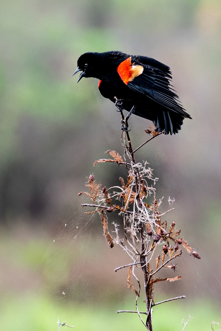 Ruffled Red-WInged Blackbird