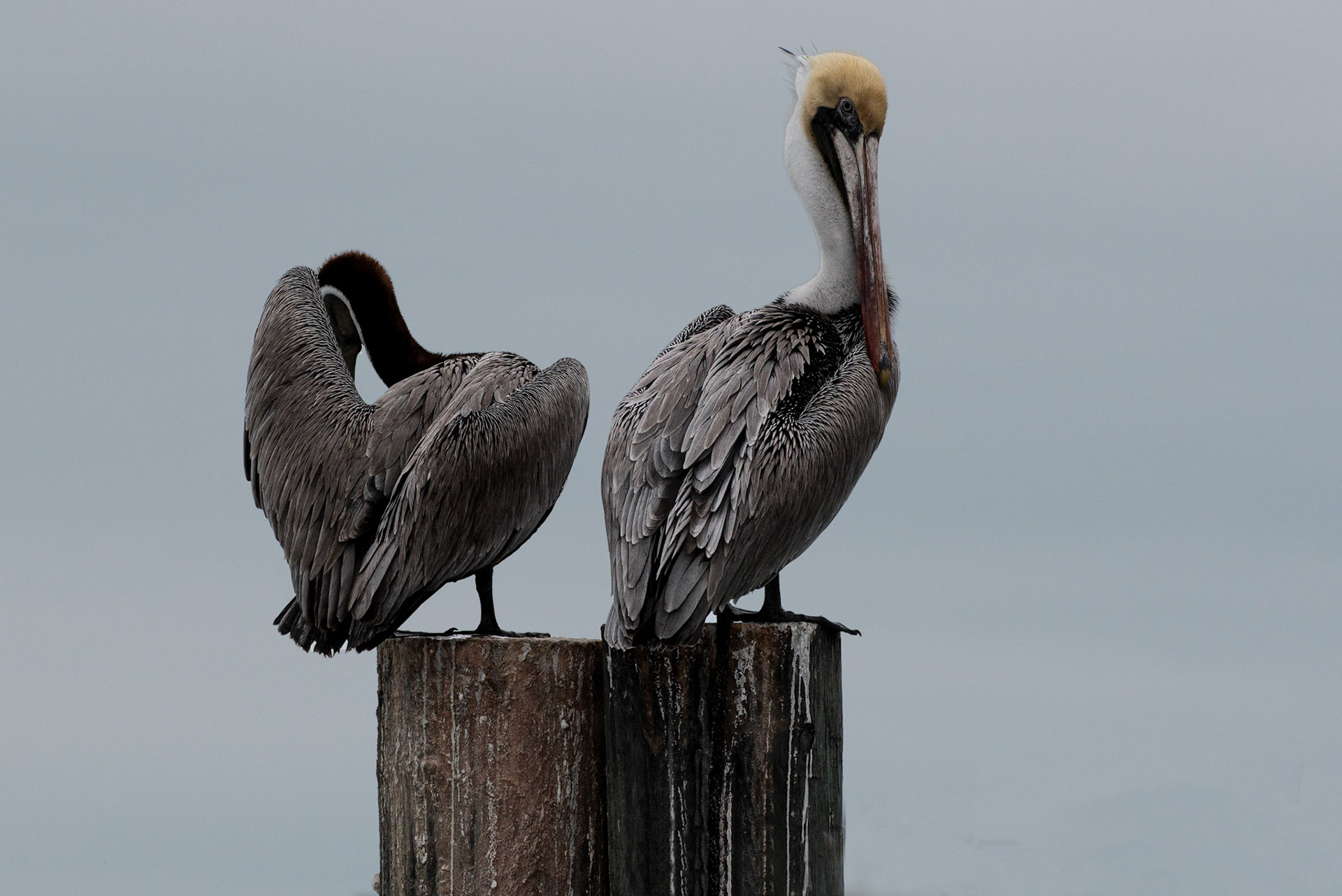 Brown Pelicans
