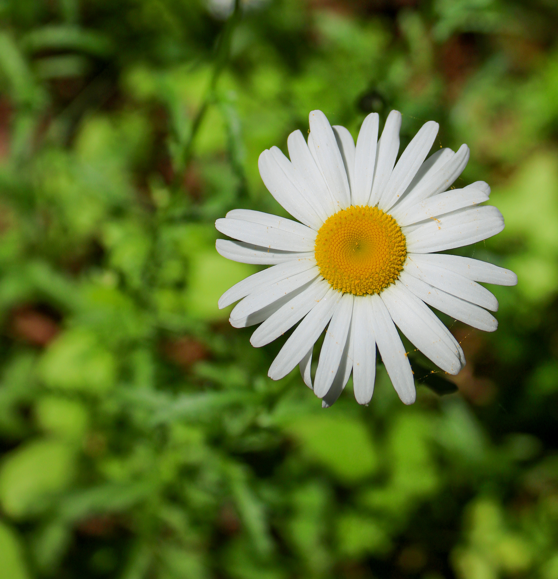 “She loves me... she loves me...”
