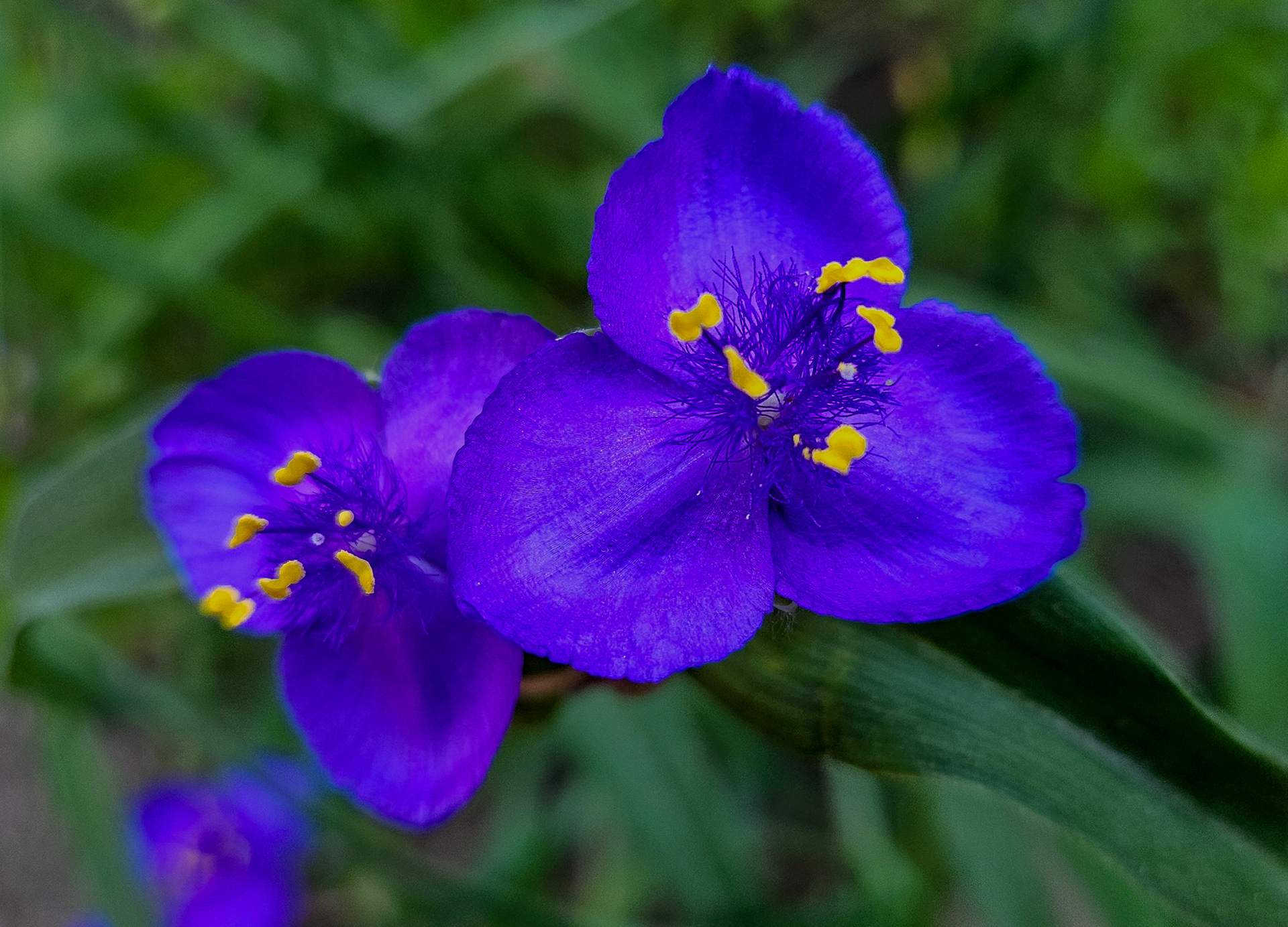 “When purple speaks louder than words.”