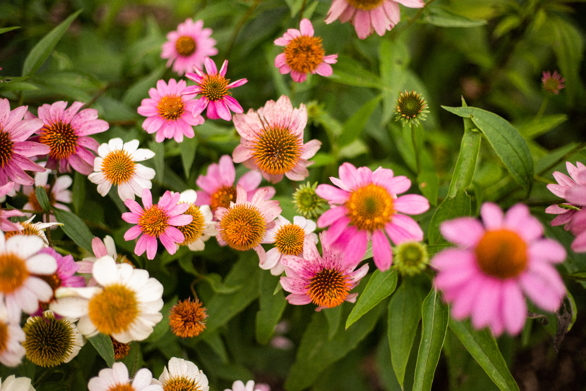 Zilker Botanical Gardens in Austin, TX