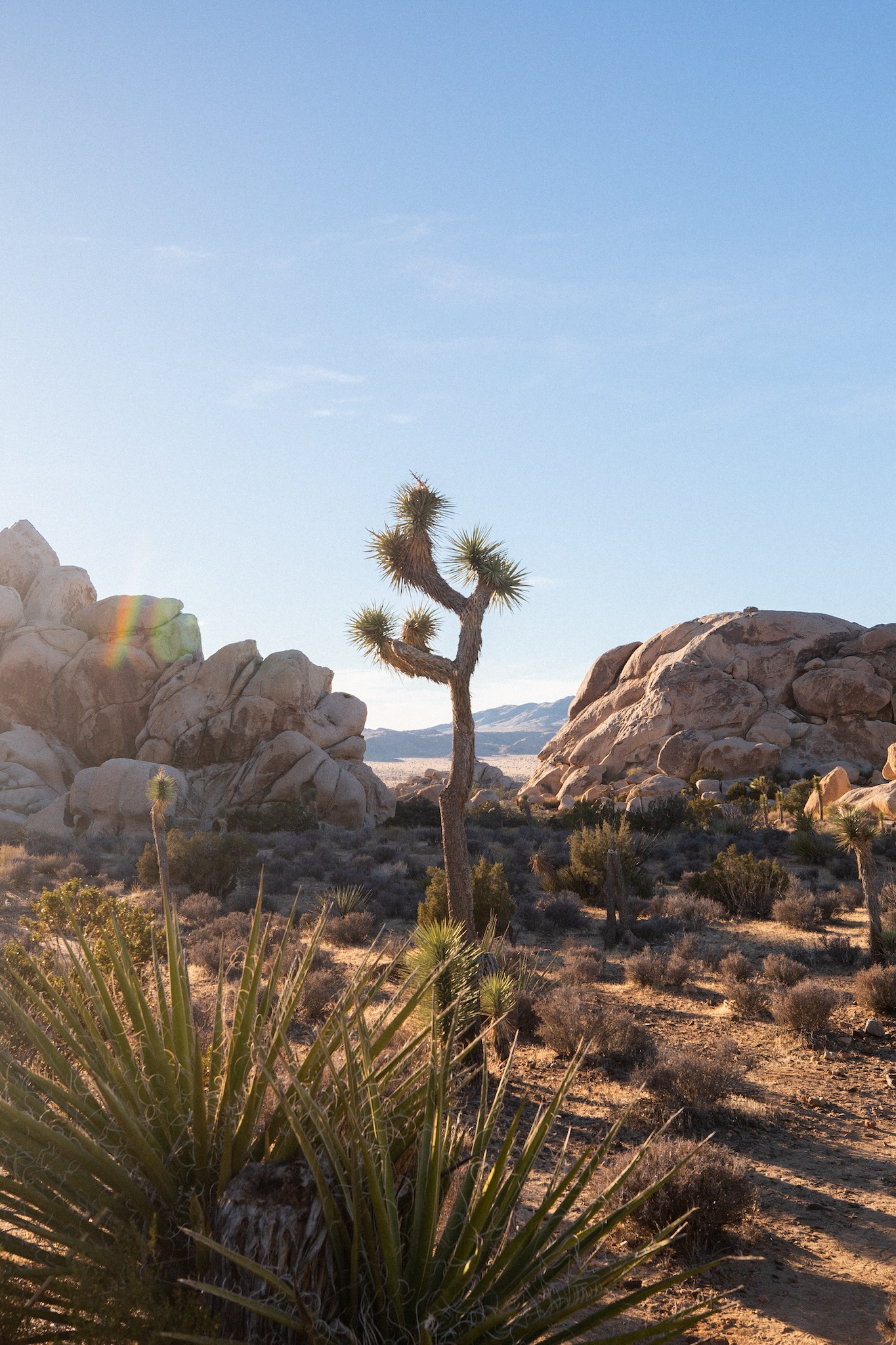 Joshua Tree National Park