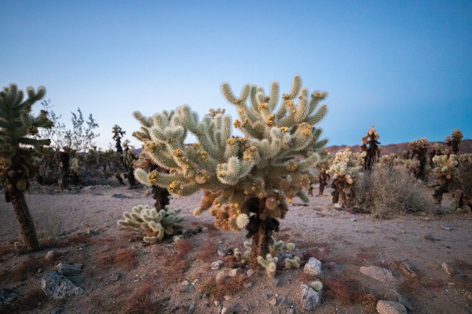 Joshua Tree National Park