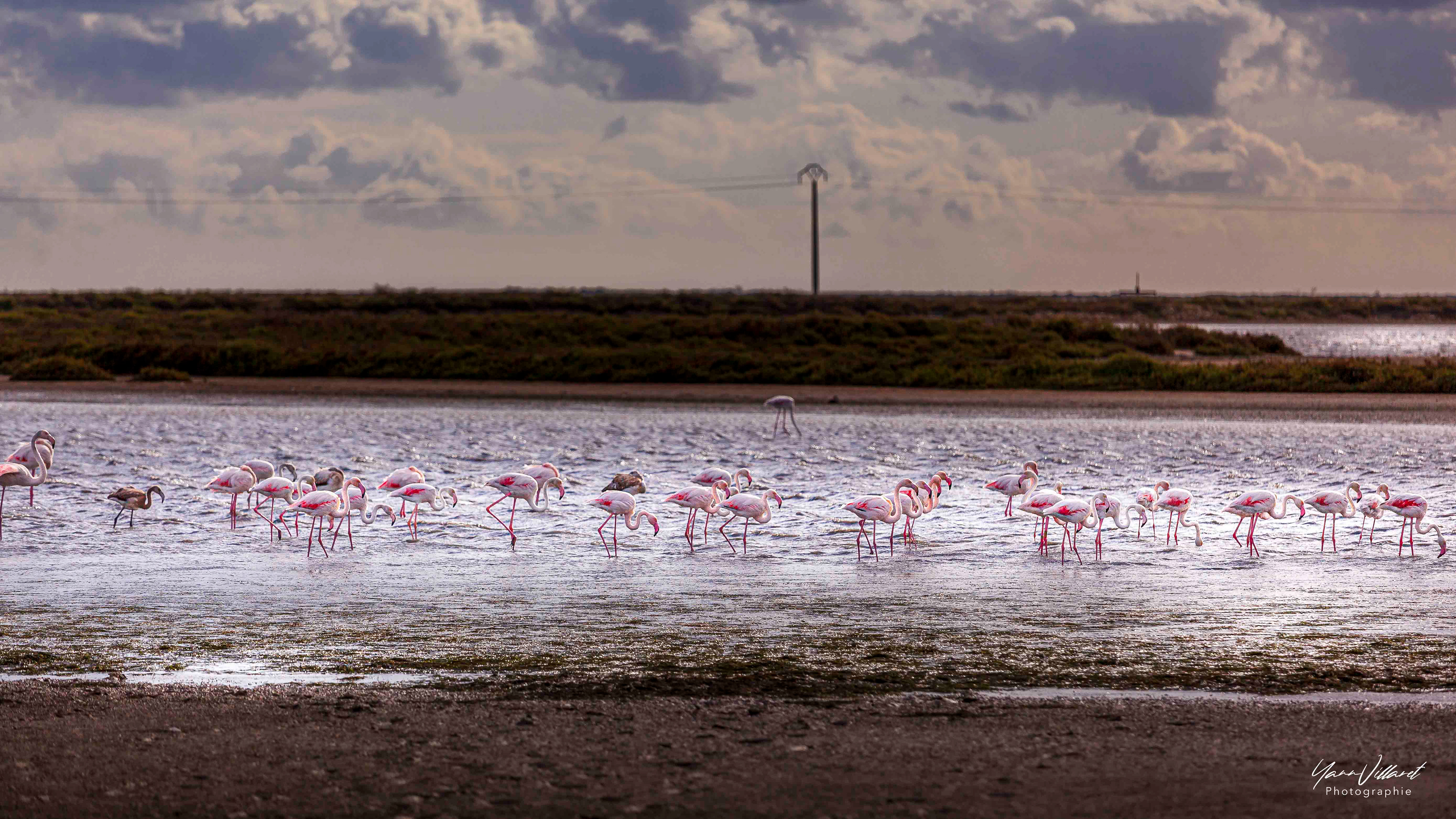 Beauduc, Camargue