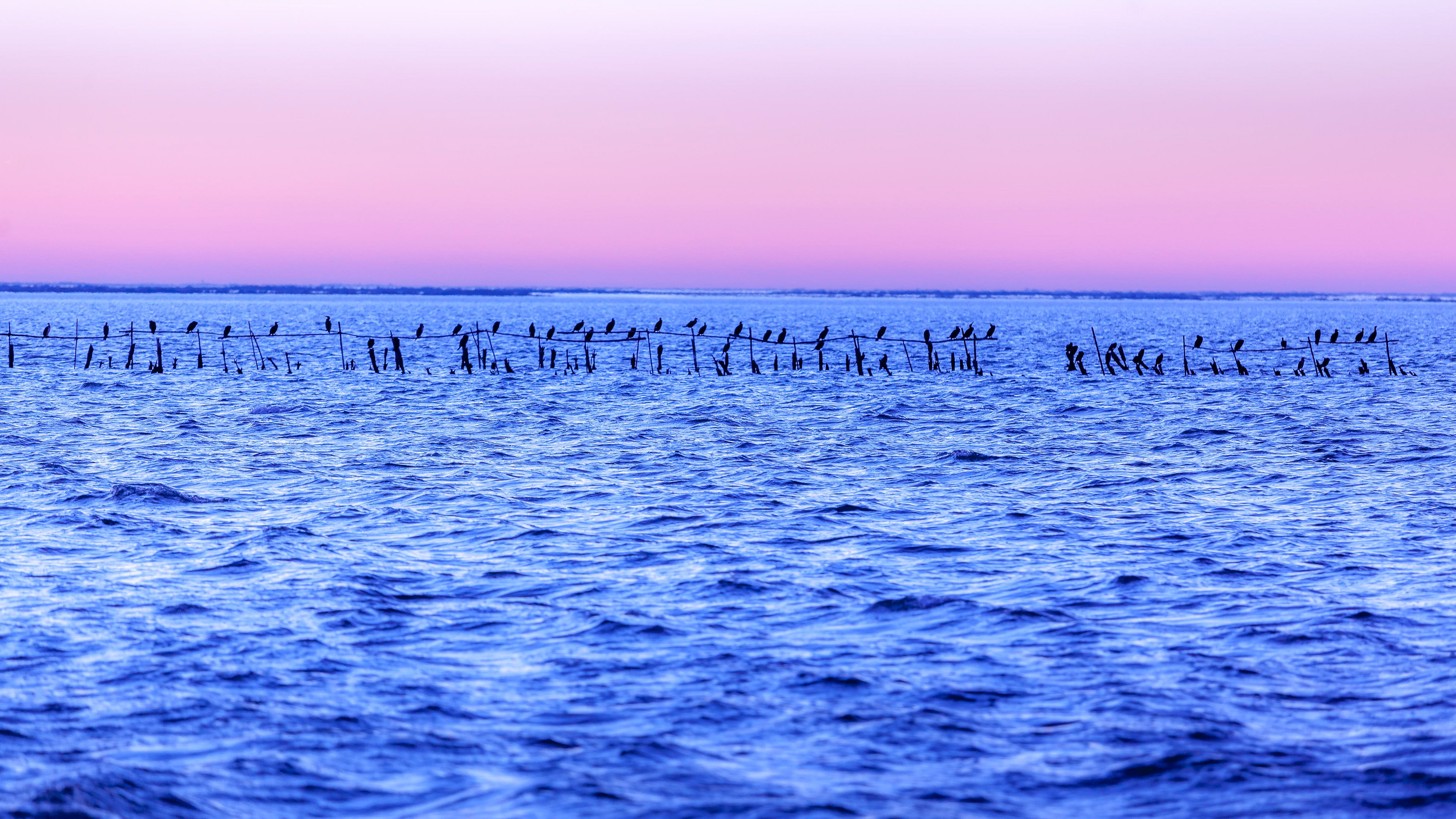 Derniers éclats du jour en Camargue