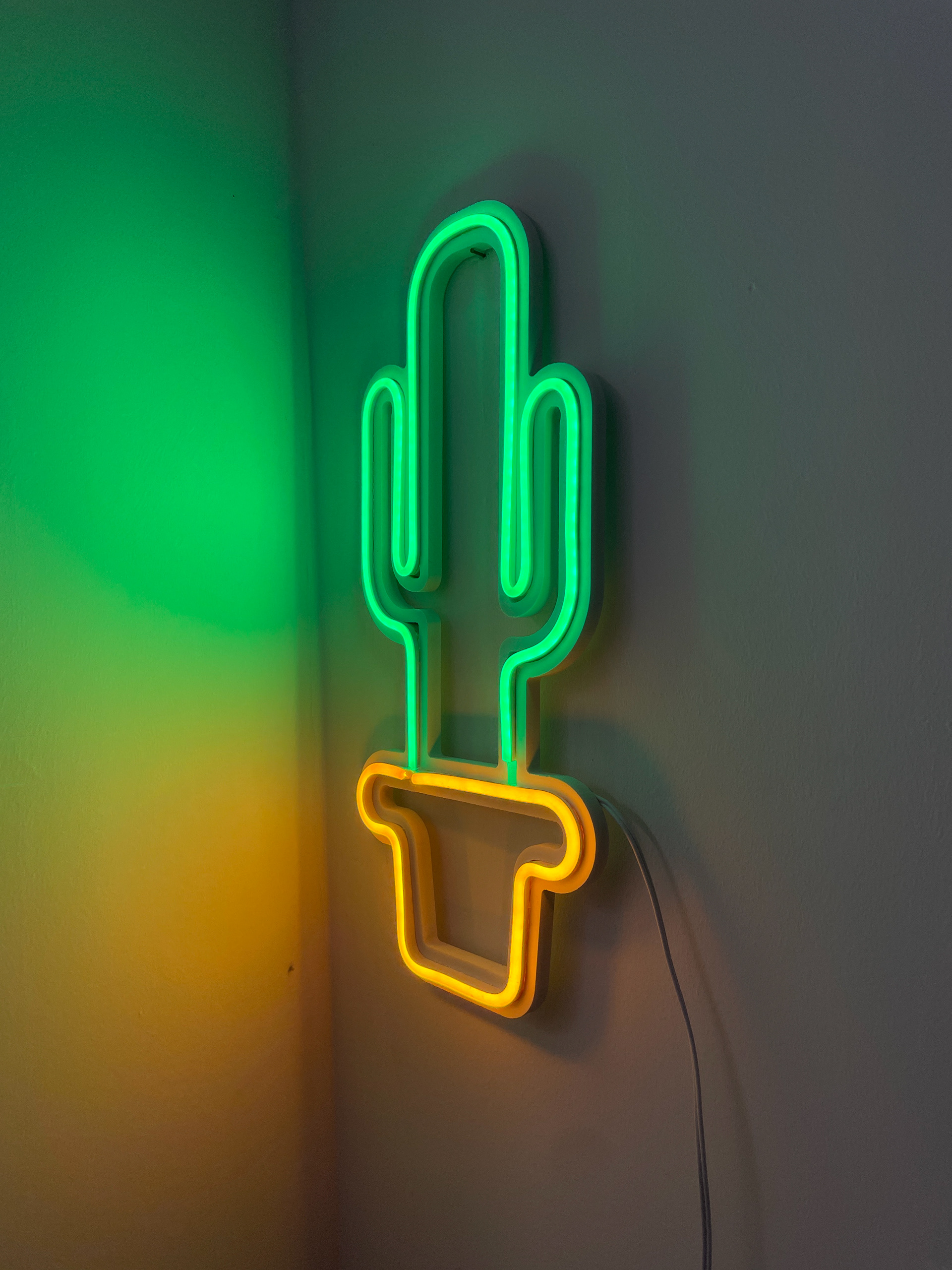 Cactus bicolore