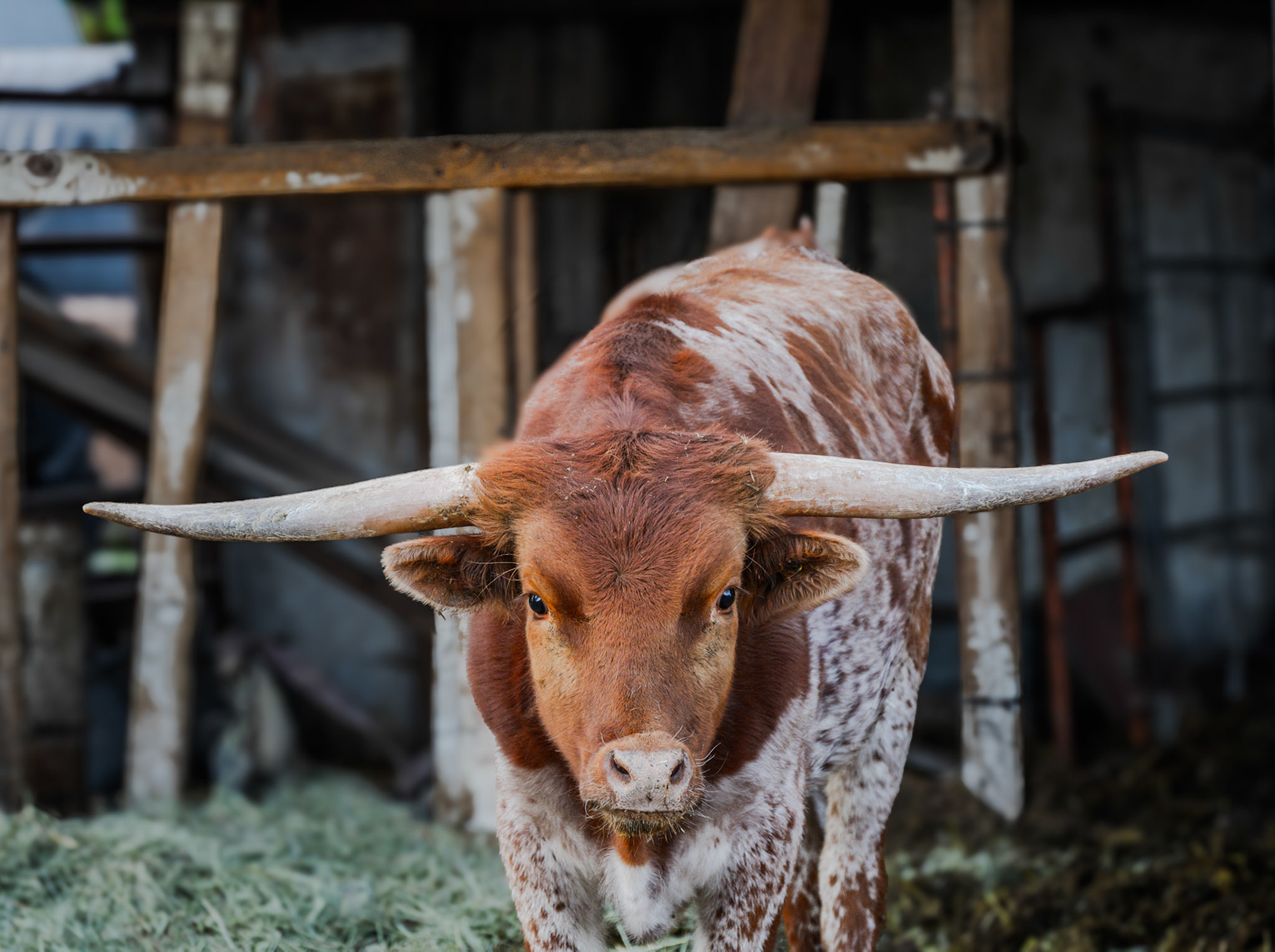 18 April 2026: Hee Haw Farms, Utah