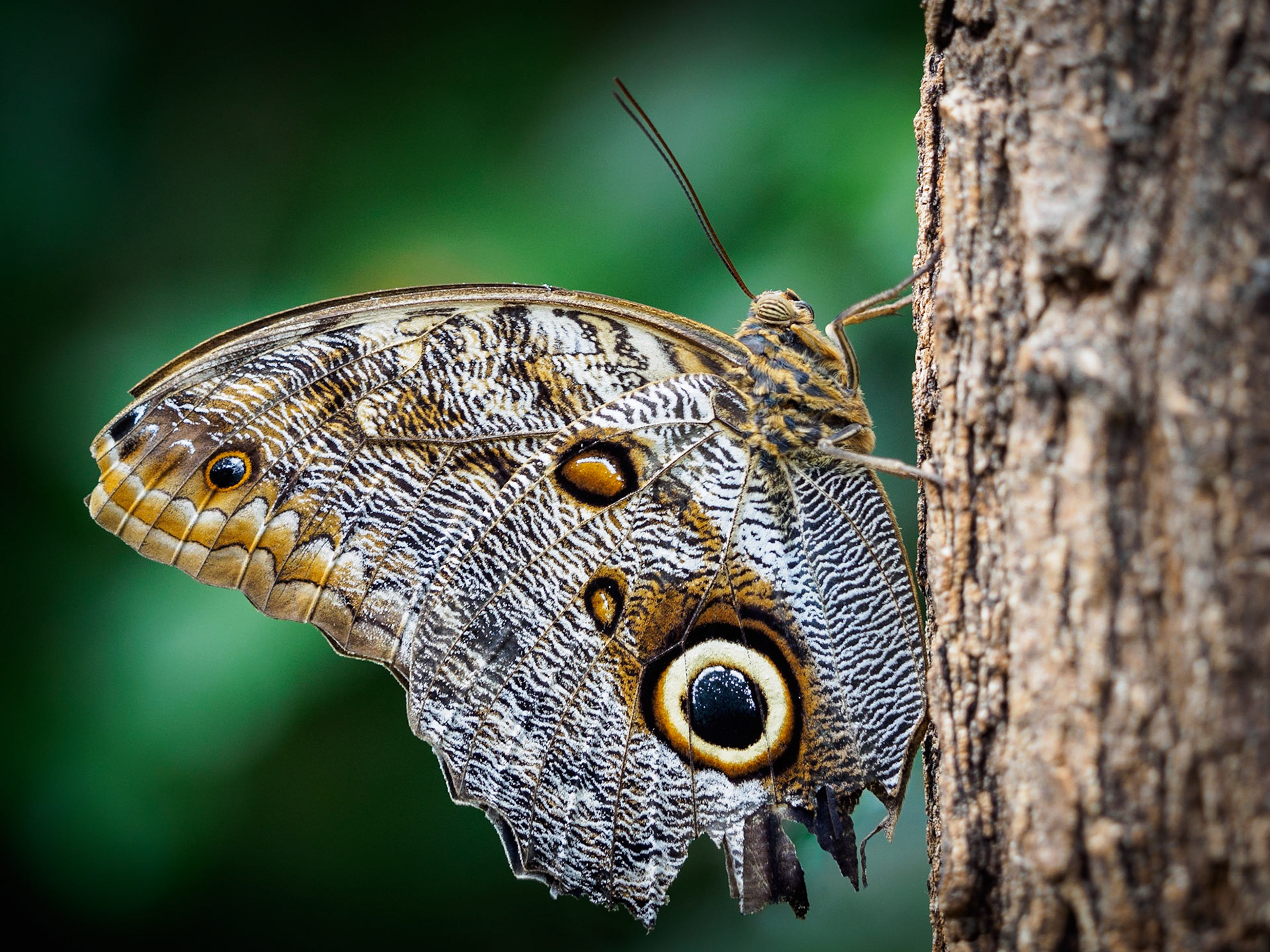 Another wonderful butterfly from my trip to the Wilhelma Stuttgart. This Caligo Owl butterfly is a bit tattered, but that's what makes him special.