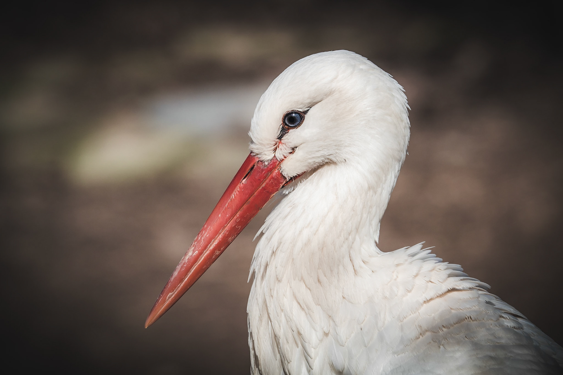 What an elegant creature.