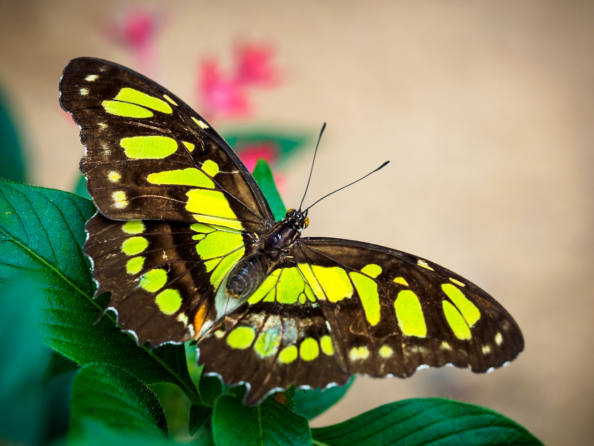 I almost forgot to upload this photo. Taken in the butterfly house at the zoo called "Wilhelma" in Stuttgart (Germany). You can see an "philathria dido" - we call it a "Pracht-Passionsfalter".Beautiful, isn't it?