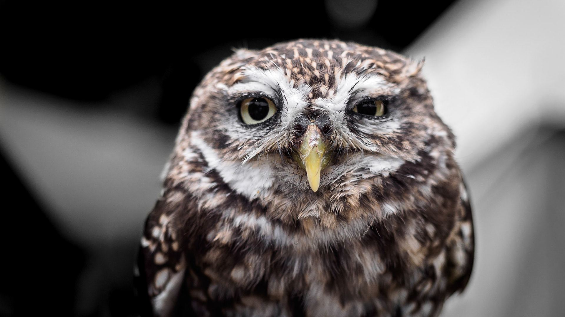 Athene noctua (Steinkauz). Sweet little animal!
