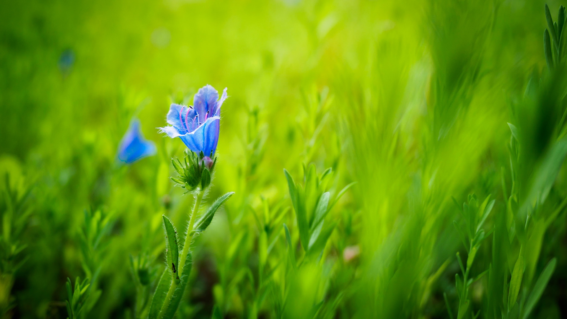 Shot in the gardens of the so called "Villa Borg", a reconstructed roman villa rustica.A place worth visiting. For more info check out the homepage at: www.villa-borg.de/