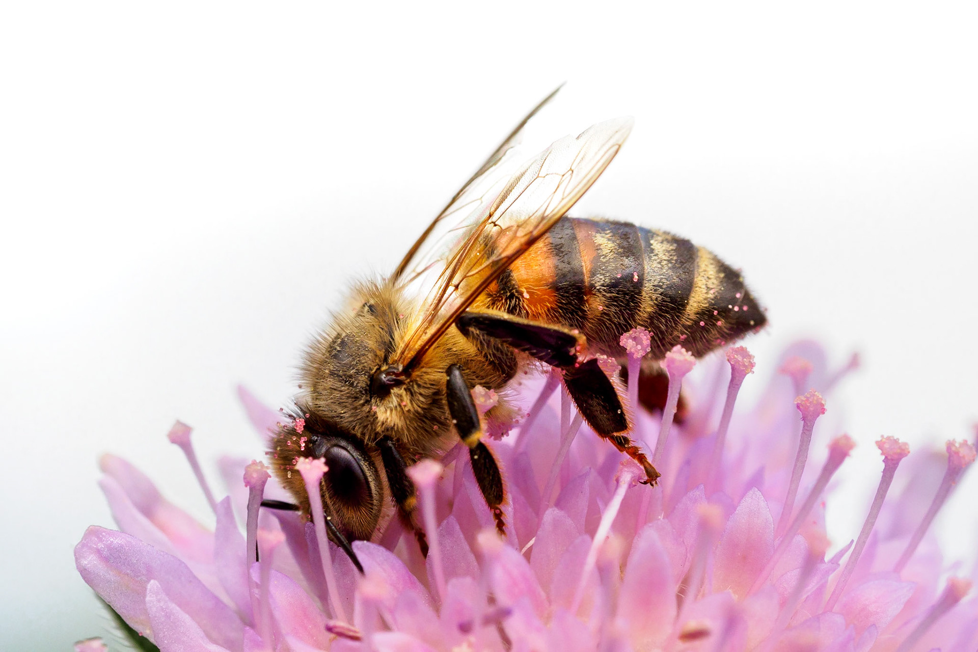 Our beautiful glitter sprinkled bee from the side! I had to share this one with you!