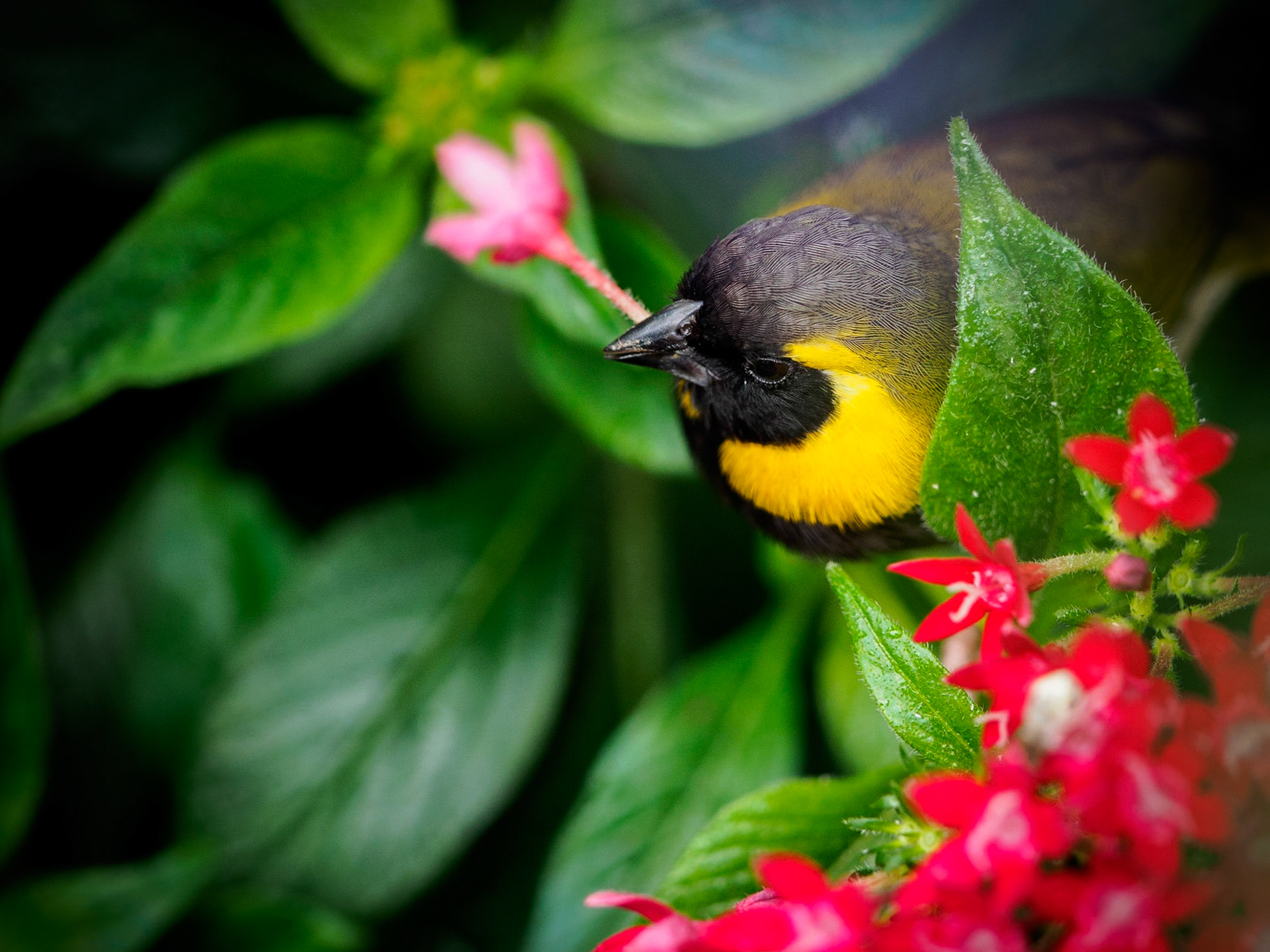 Wilhelma StuttgartNever seen this before. He was ripping out the blossoms and started sucking out the nectar!Does somebody recognize this little guy?