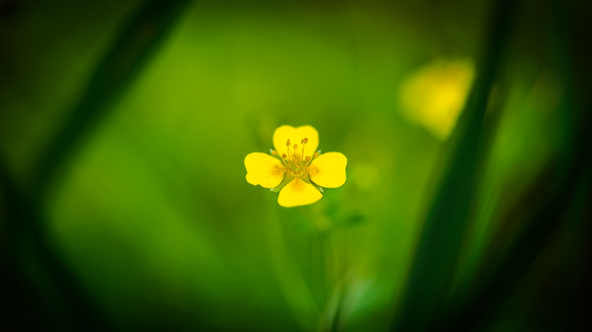 One of my first photos - not perfectly crispy sharp, but I like the soft and painted look.