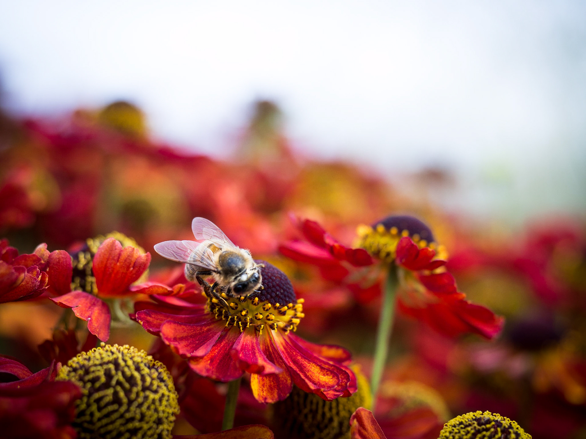 With little busy bee...Seen@ Landesgartenschau Schwäbisch Gmünd 2015