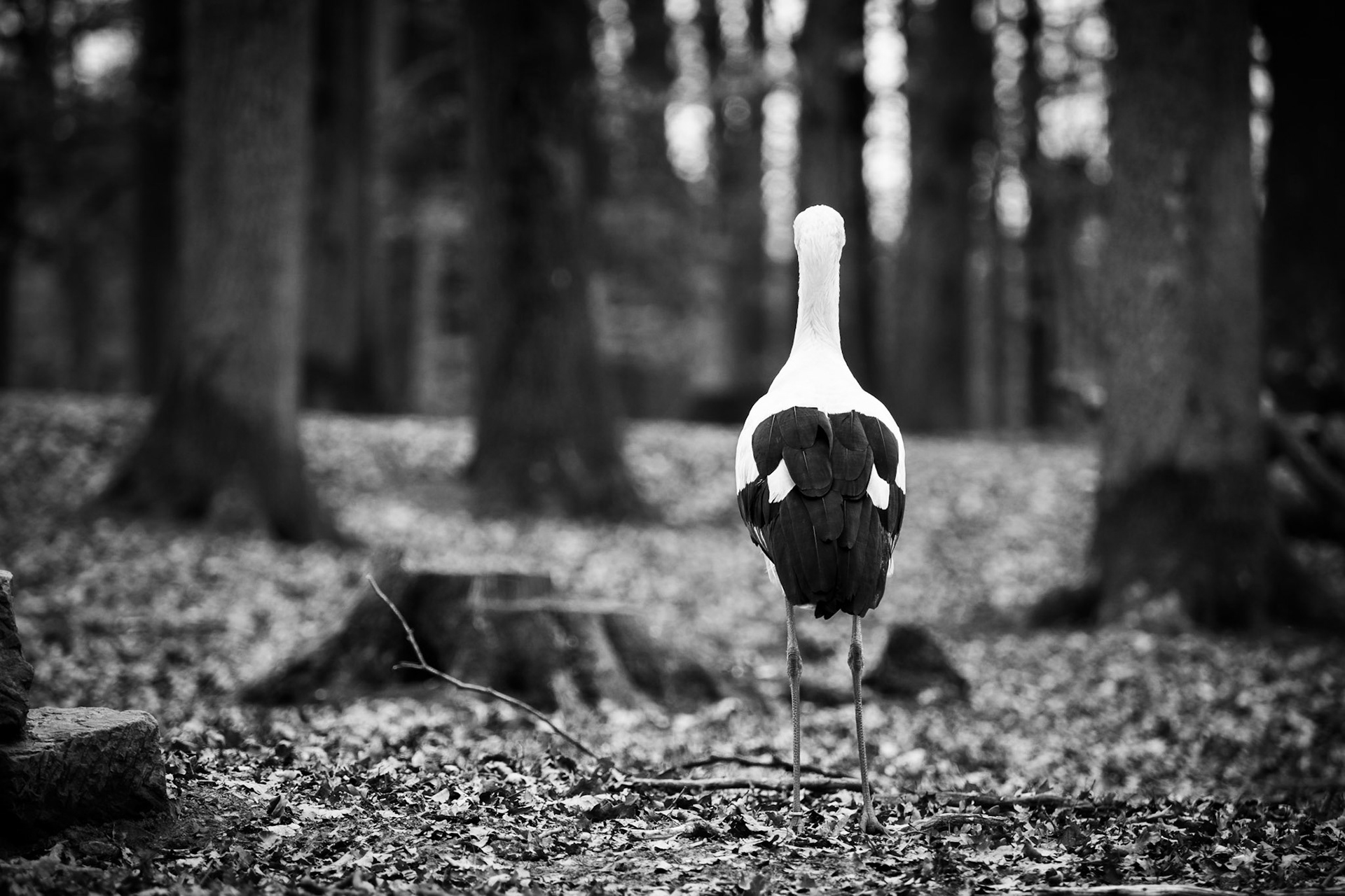 What might await our brave stork in this dark enchanted forest?