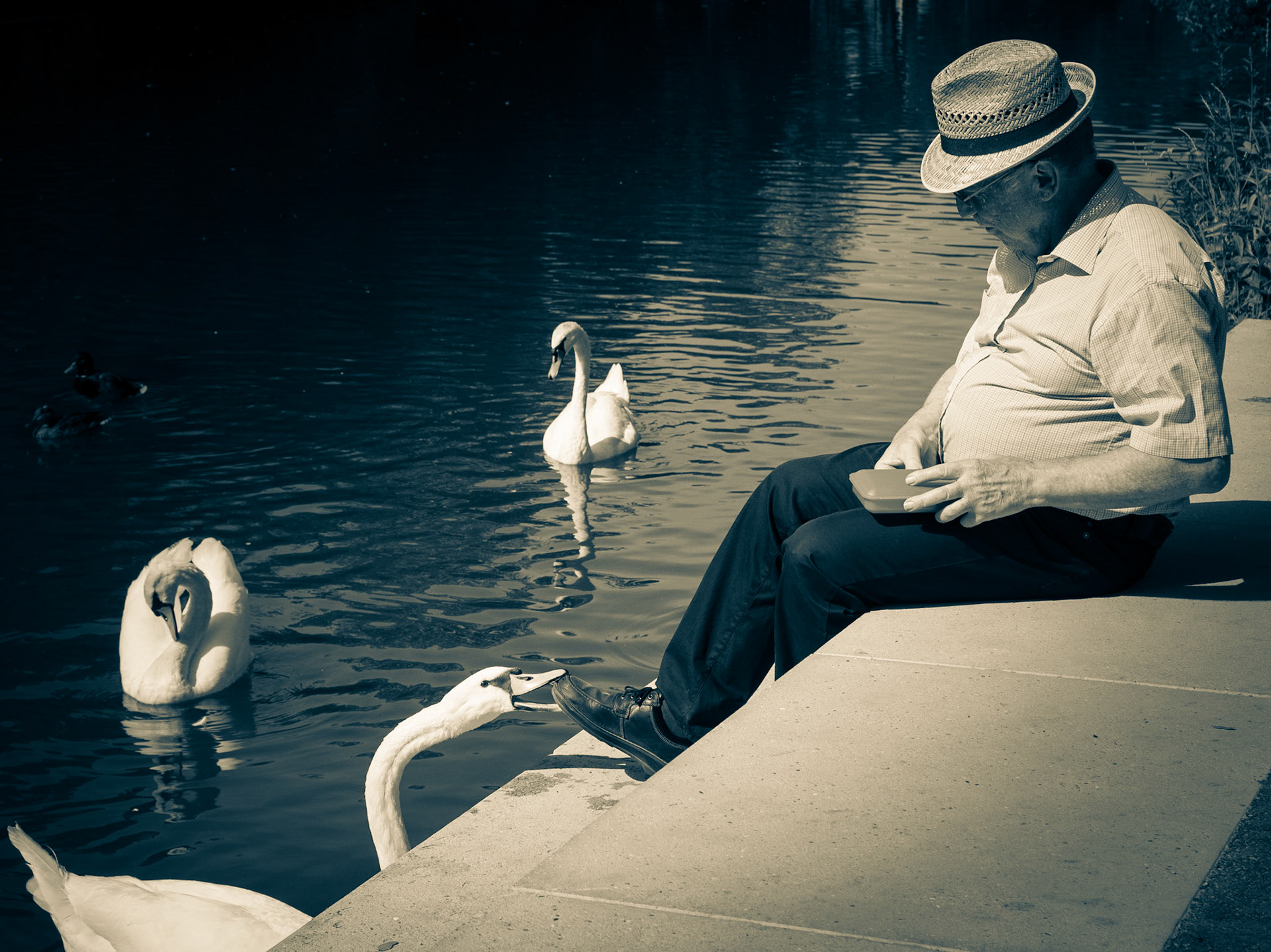 Impatient swan pinching an old man who is going to feed the ducks and swans. What a cheeky guy!