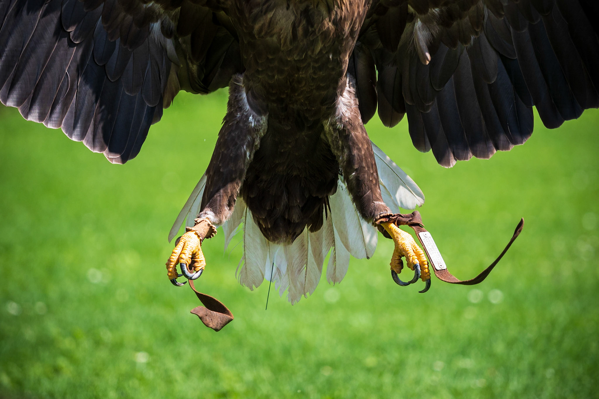 Prepare for impact! A rabbit's last view :)