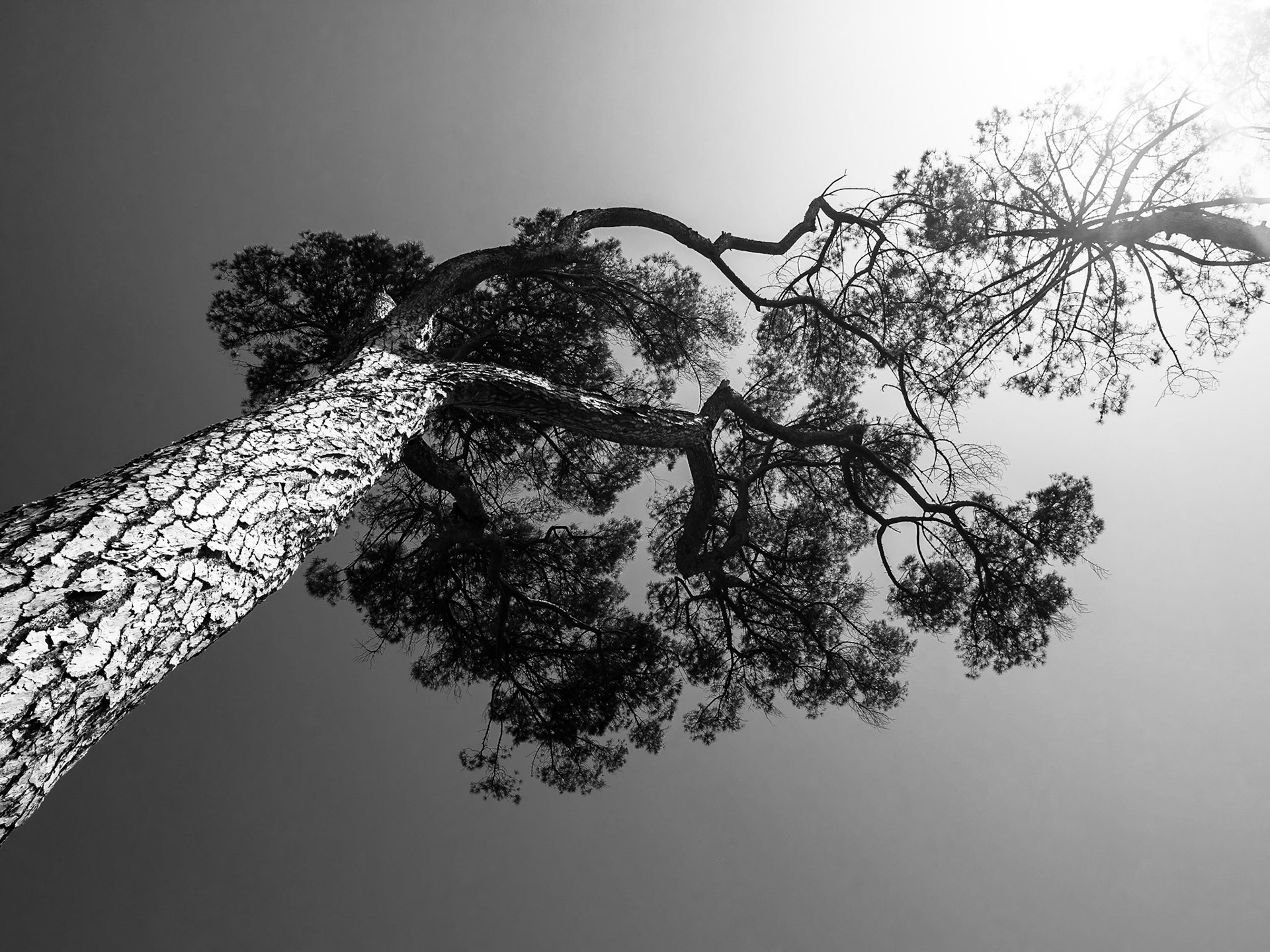 Inspired by the famous painting of Michelangelo...