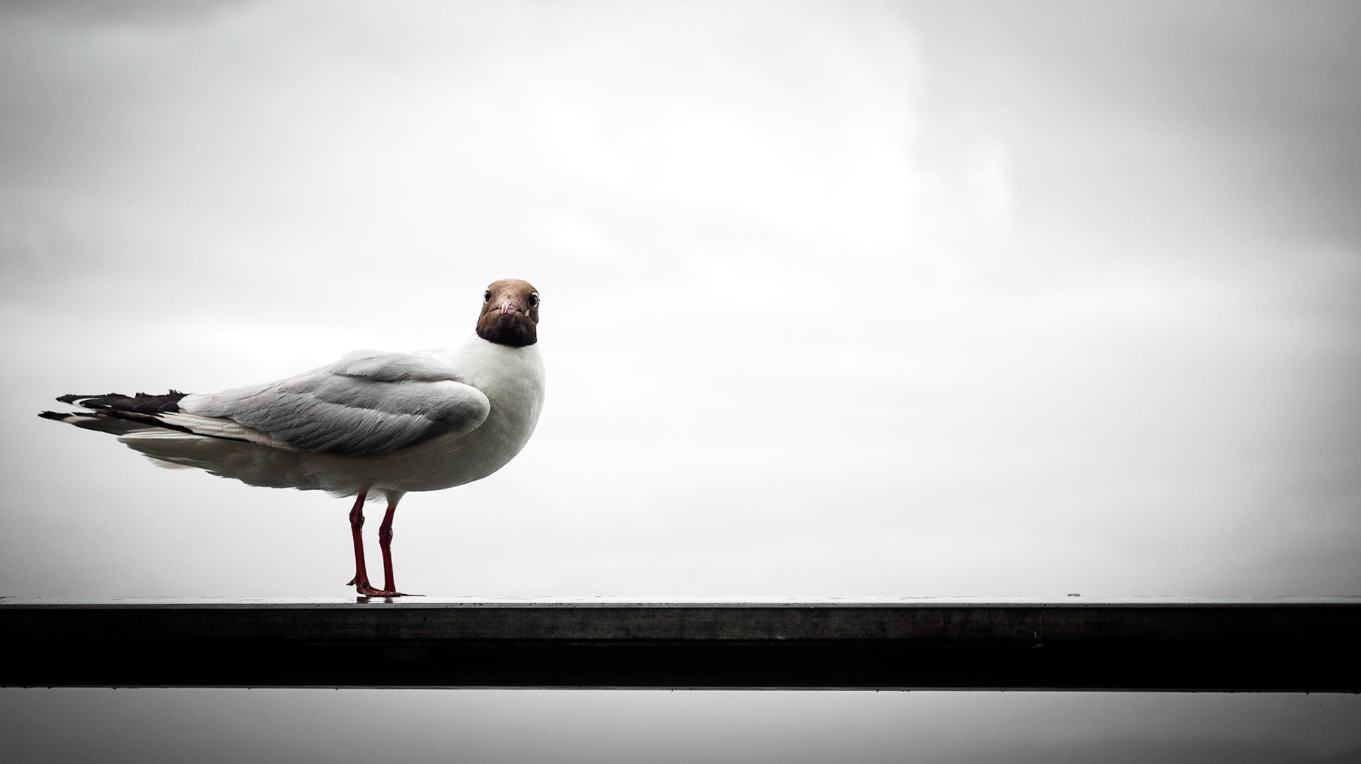Seagull @ Bodensee (Lake Constance)