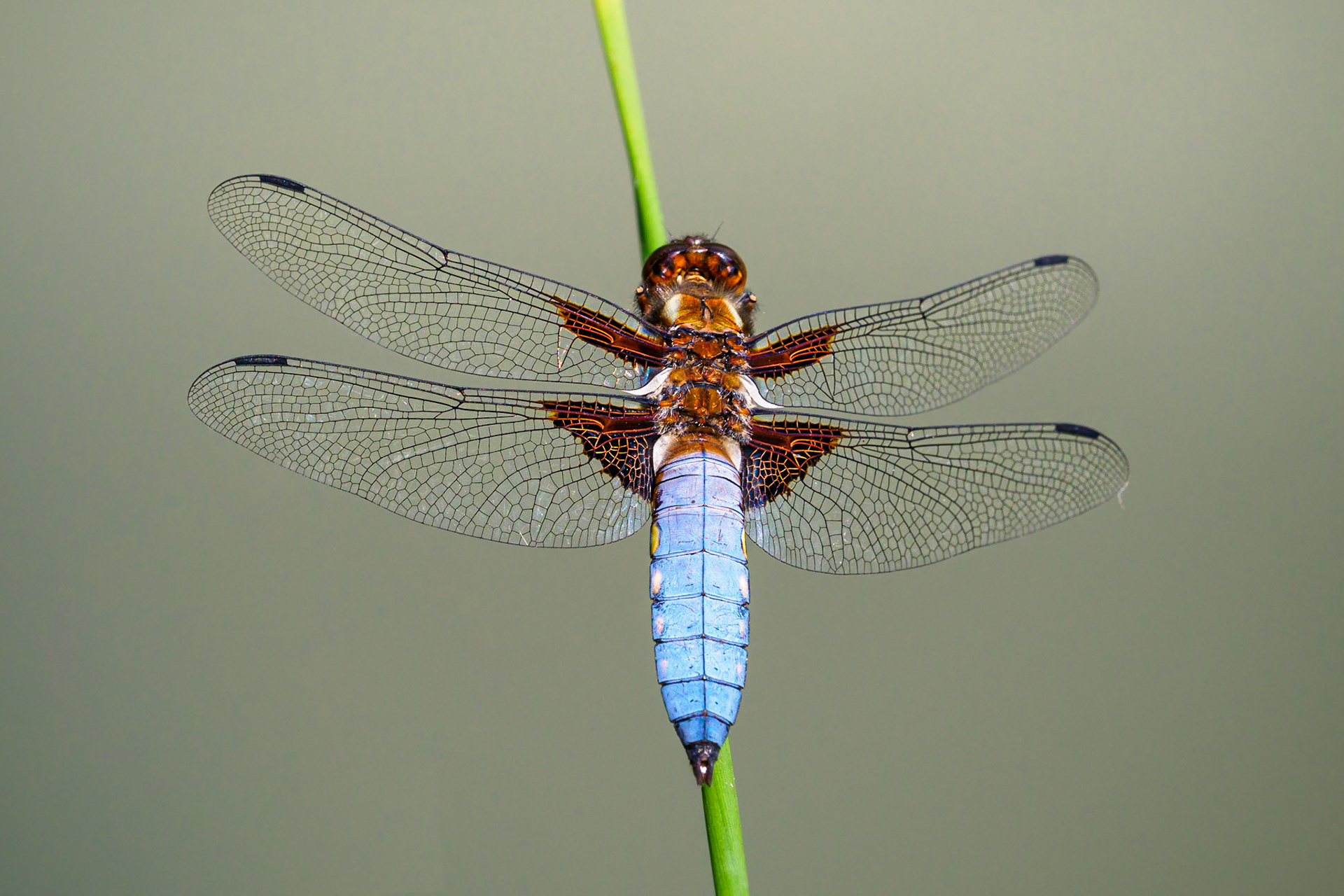 inect of the year 2001 in Germany. Isn't he beautiful?