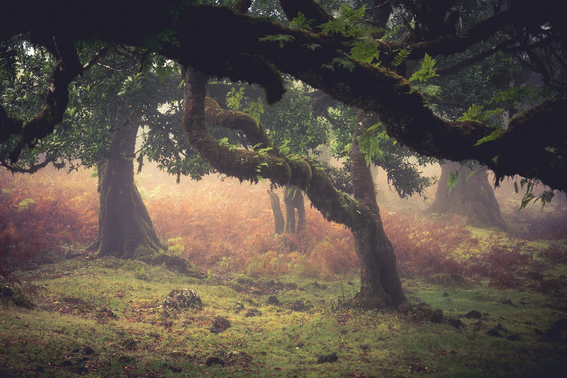 The Magic Forest in Fanal is one of my favourite places of Madeira. Here you have fog and clouds most of the time. Sometimes the sun manages to break throuh here and there and creates these wonderful mood. The high humidity (of 100%) is great for the moss which grows everywhere!