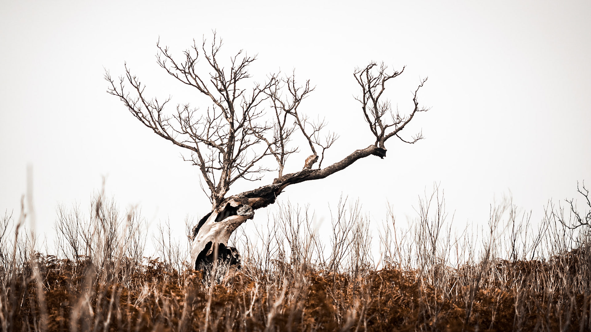 I knew I have to get to this old and dead tree in middle of this thicket! It was a really surreal landscape here. The white dead branches within the brown bushes were exeptional.I hope the struggle was worth it  :)