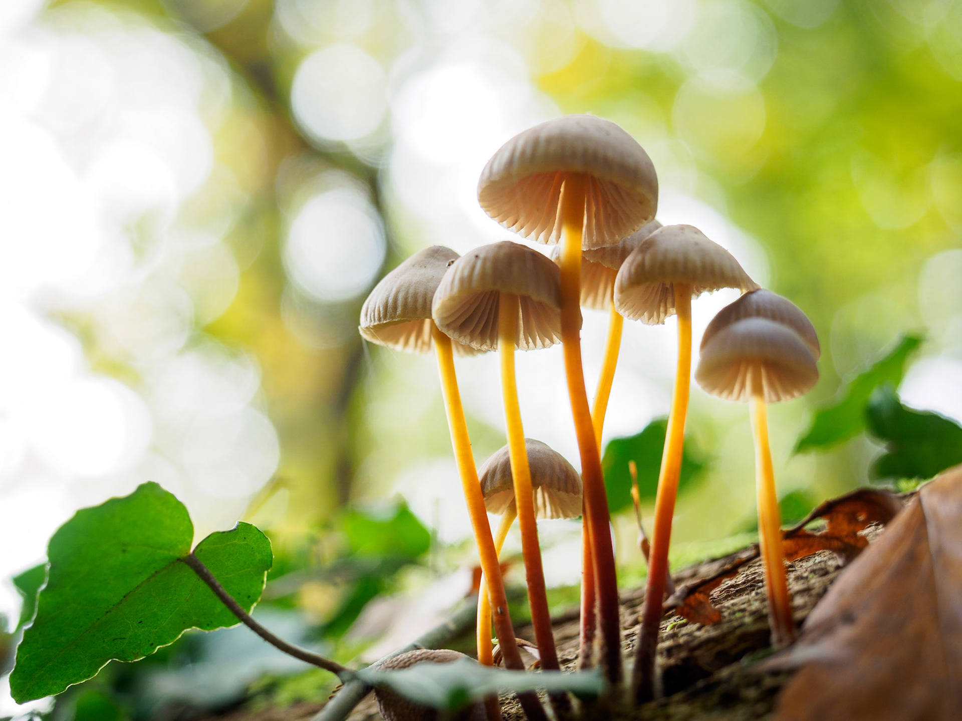 Autumn is beautiful! Not only the colorful trees, but also the diversity of mushrooms keep me fascinated.Hope you like it!