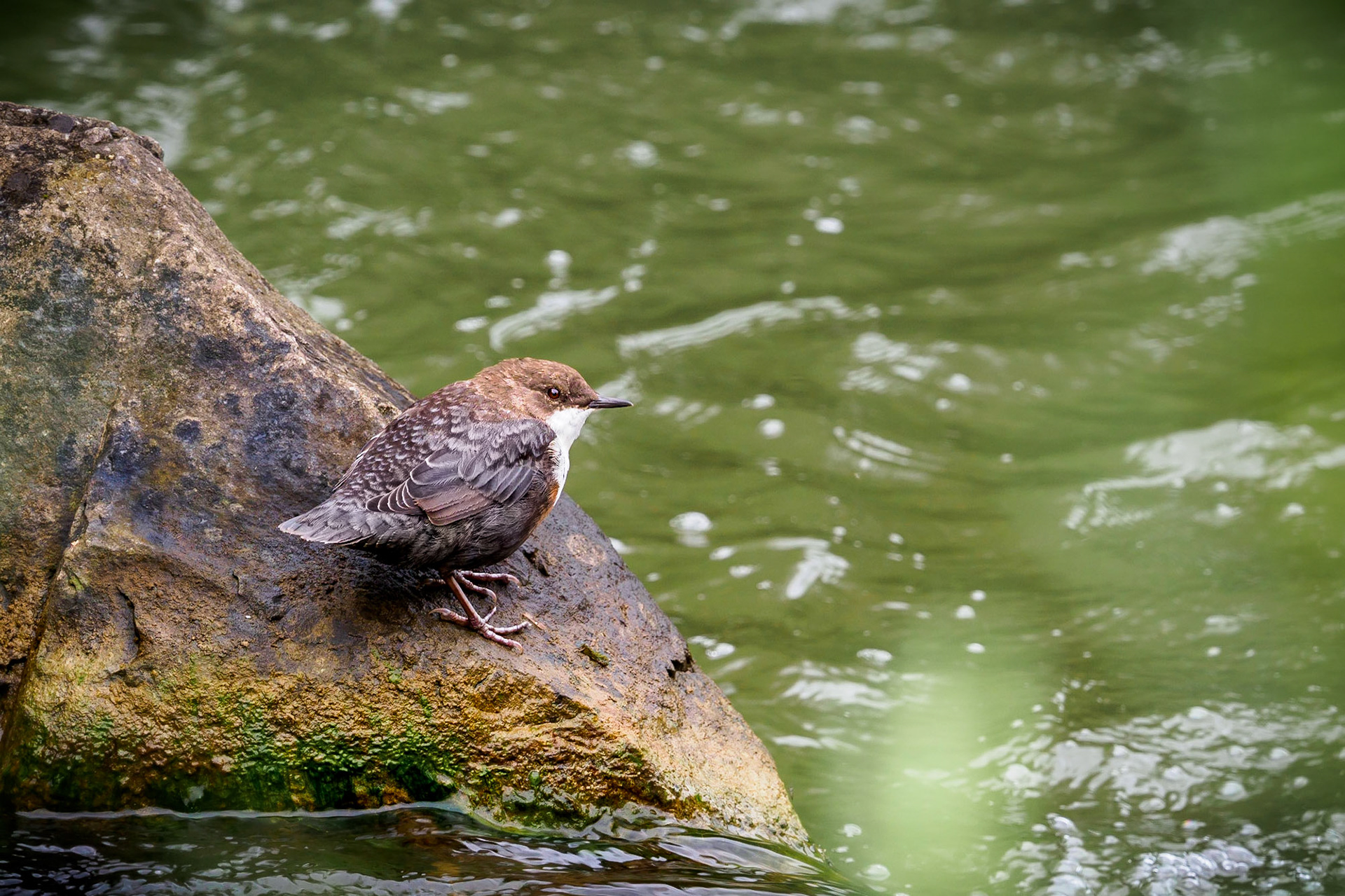 My first time seeing this species. They are really clever hunters and certainly not afraid of water :)