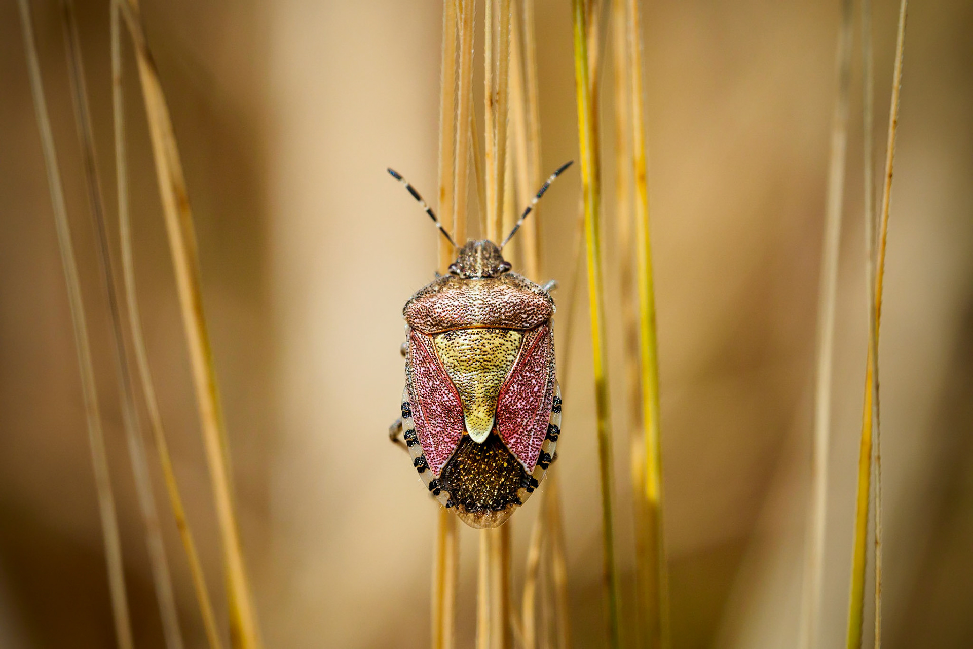One of my favourite macro shots of last summer!