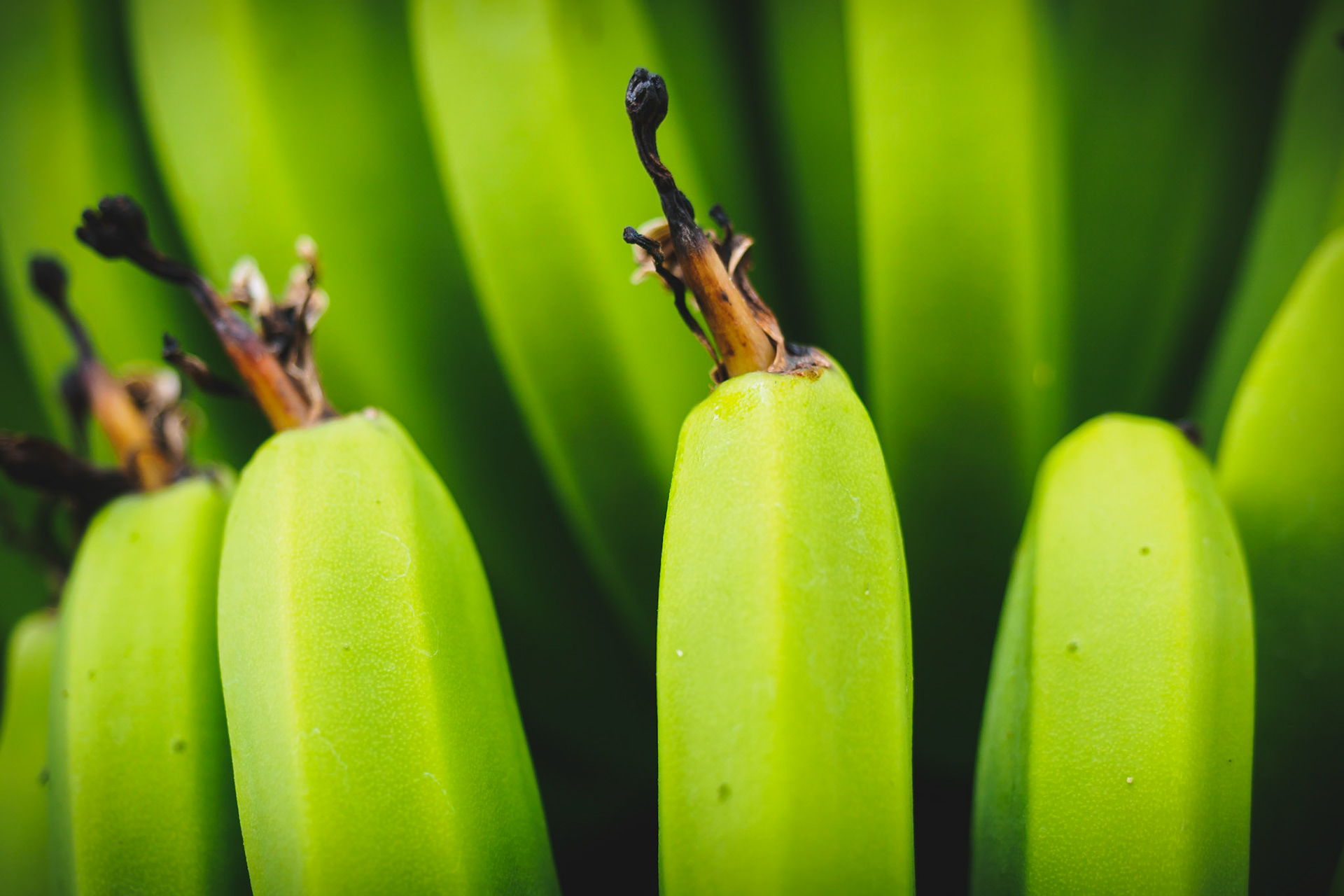 Madeira is famous for its many banana plantations. They taste very delicious when they ripe - not like these green ones :)