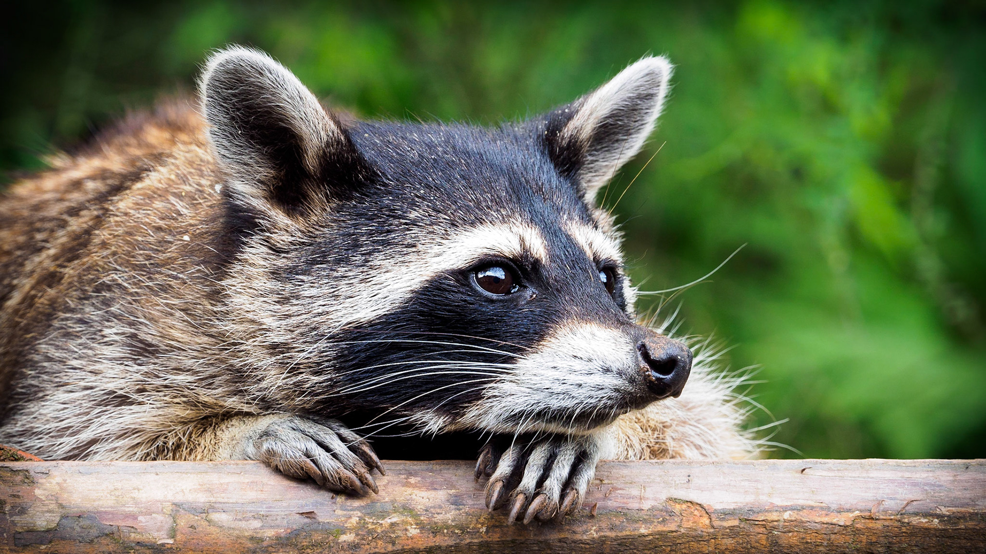 The "Greifvogelpark Saarburg" inhabits more than just birds of prey! There are some sweet and trustful coons, too. This one was chilling out on the roof of his house, waiting for someone with food!