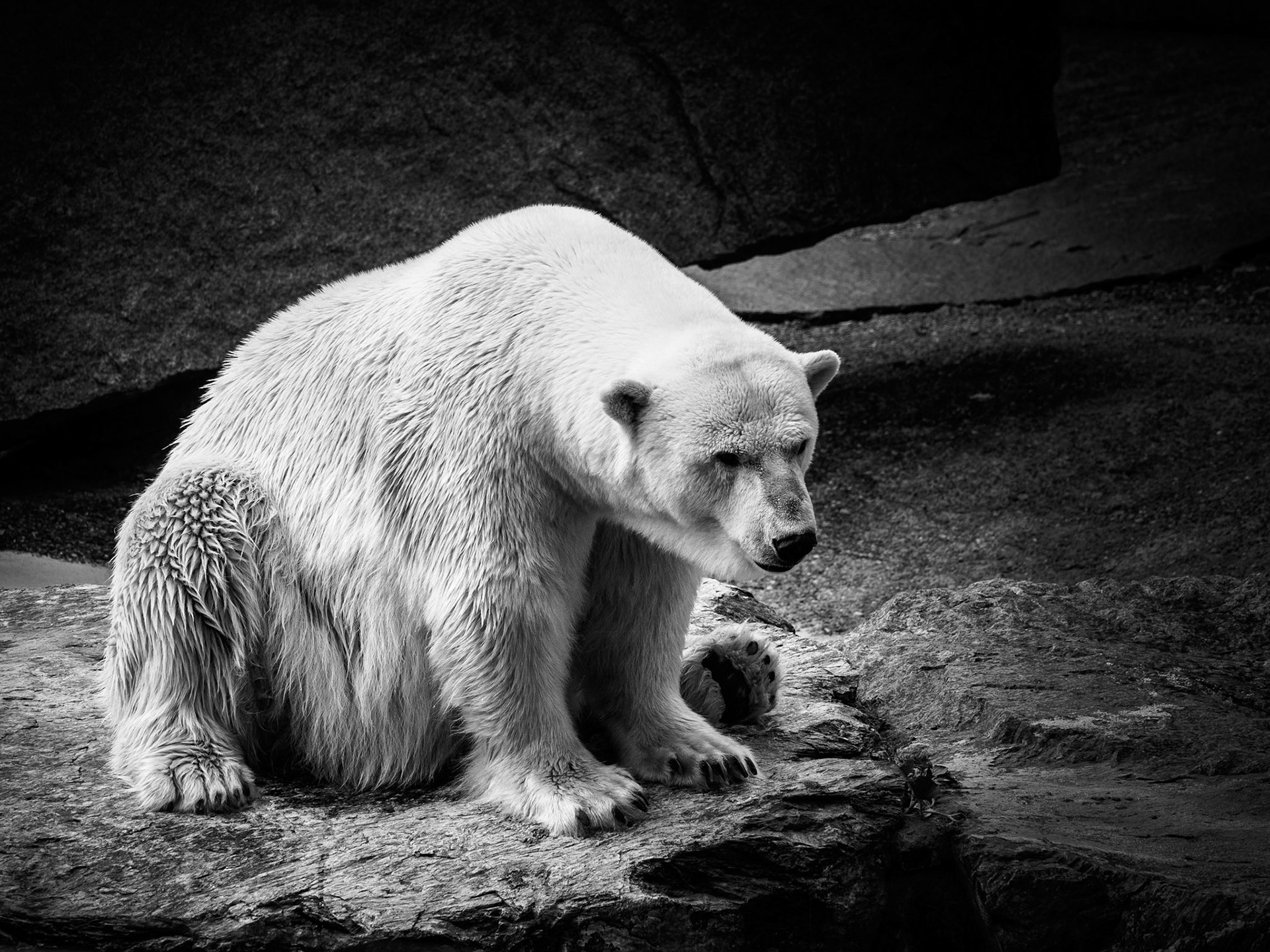 This sad looking polar bear made me see the dark sides of a zoo again... It is a wonderful thing to get to see so many wonderful animals right in front of you without having to go out in the dangeous wilderness. But this comes with the price the animals have to pay - their lack of freedoom. Germany, Wilhelma Stuttgart