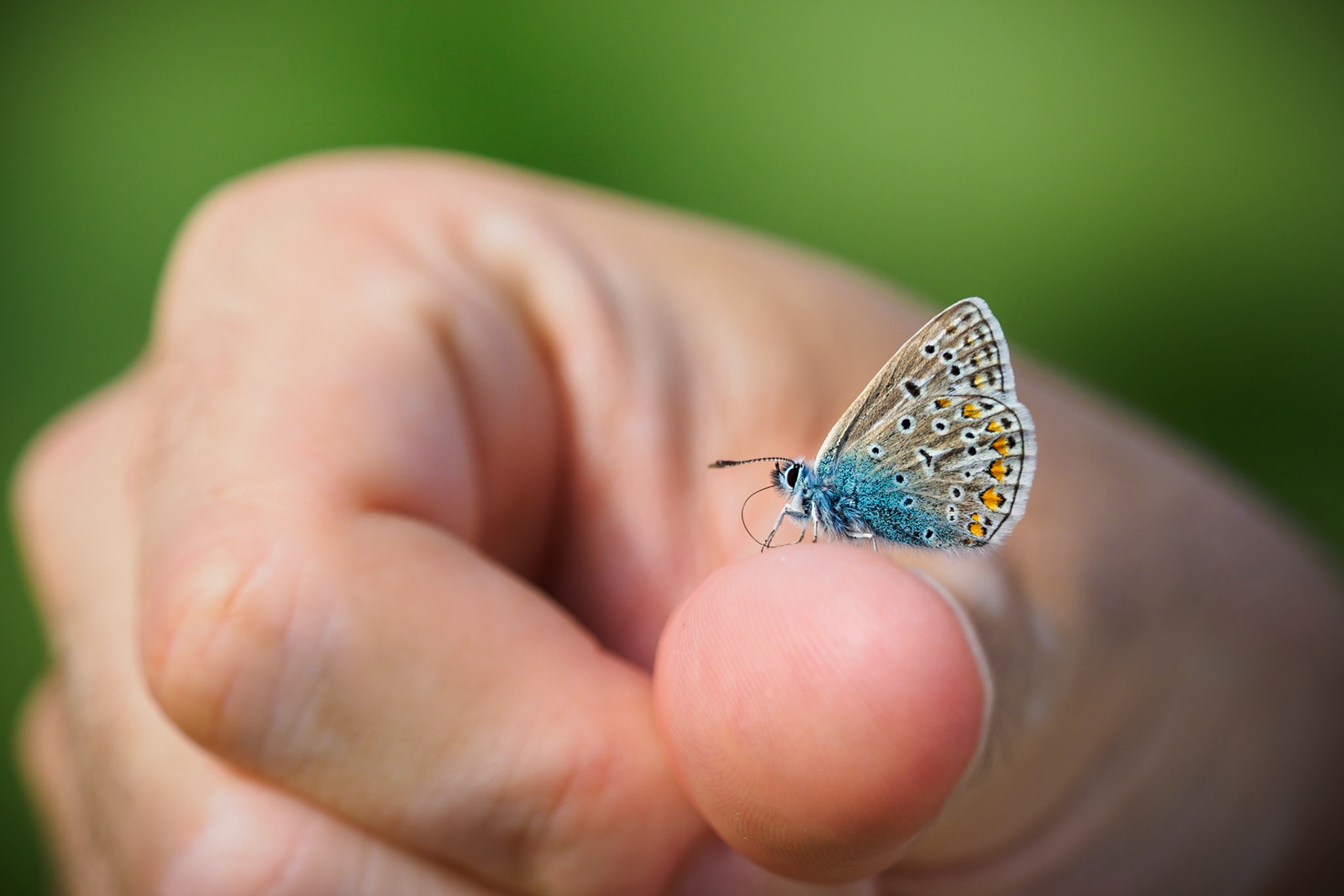 My new friend. First he landed perfectly on the tip of my nose. After talking to him about me feeling kinda unconfortable like this, he decided to sit on my finger instead. He stayed there the whole way home. He then was kind enough to wait for me to grab my 60mm macro lens. Stay tuned for this upcoming closeup shot:)