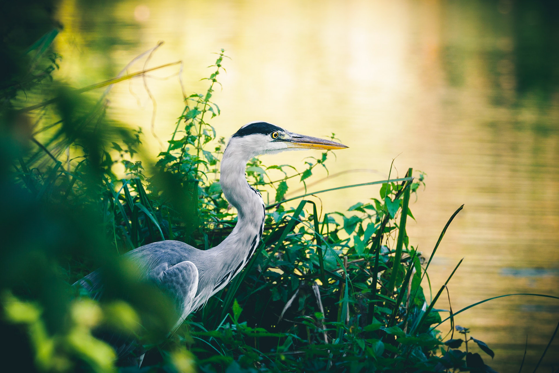 What a lucky shot! I approached him slowly and tried to hide myself behind the bush I shot this photo through. But he was not that shy it seems...