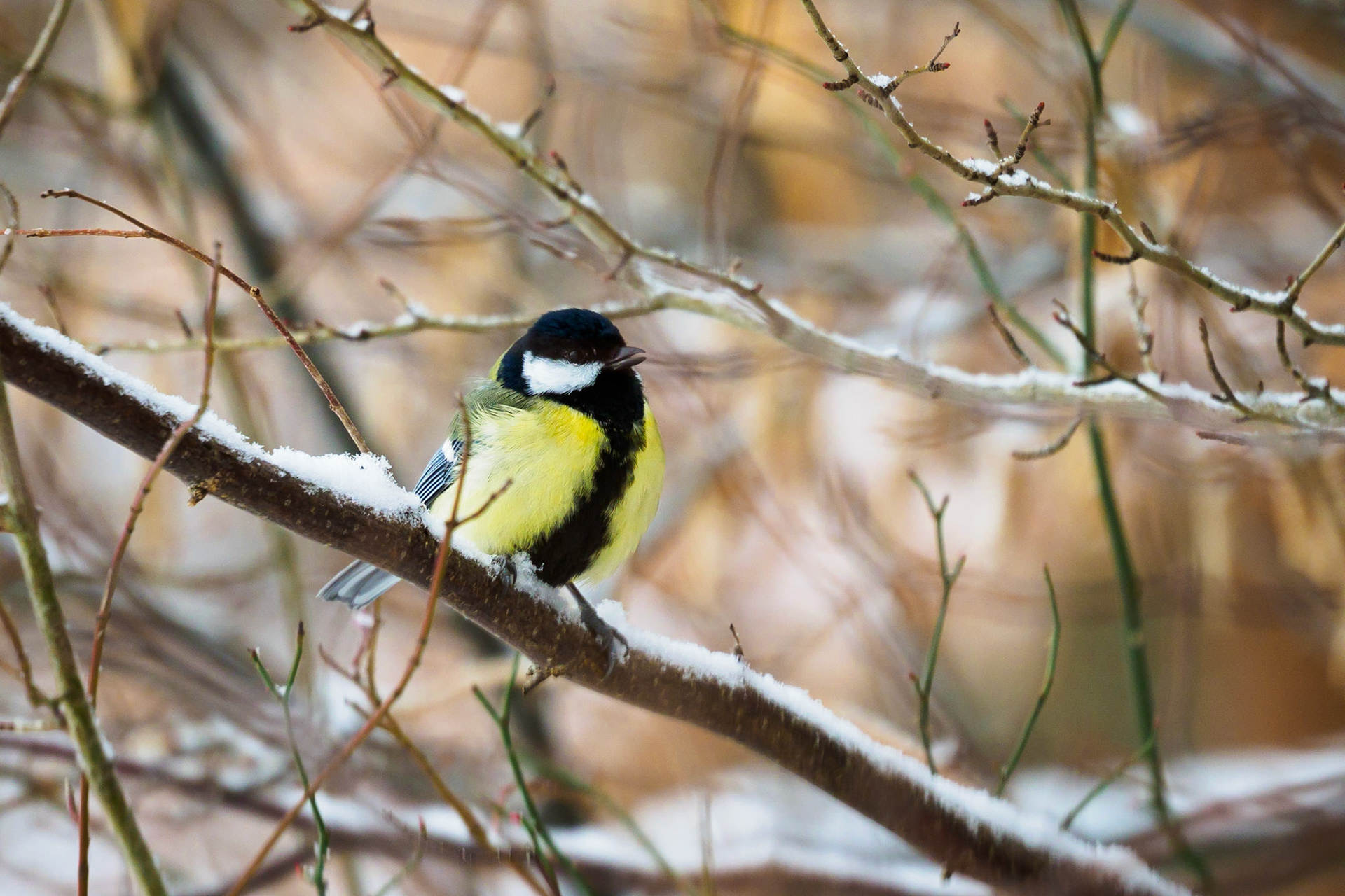 What a sweet little guy!