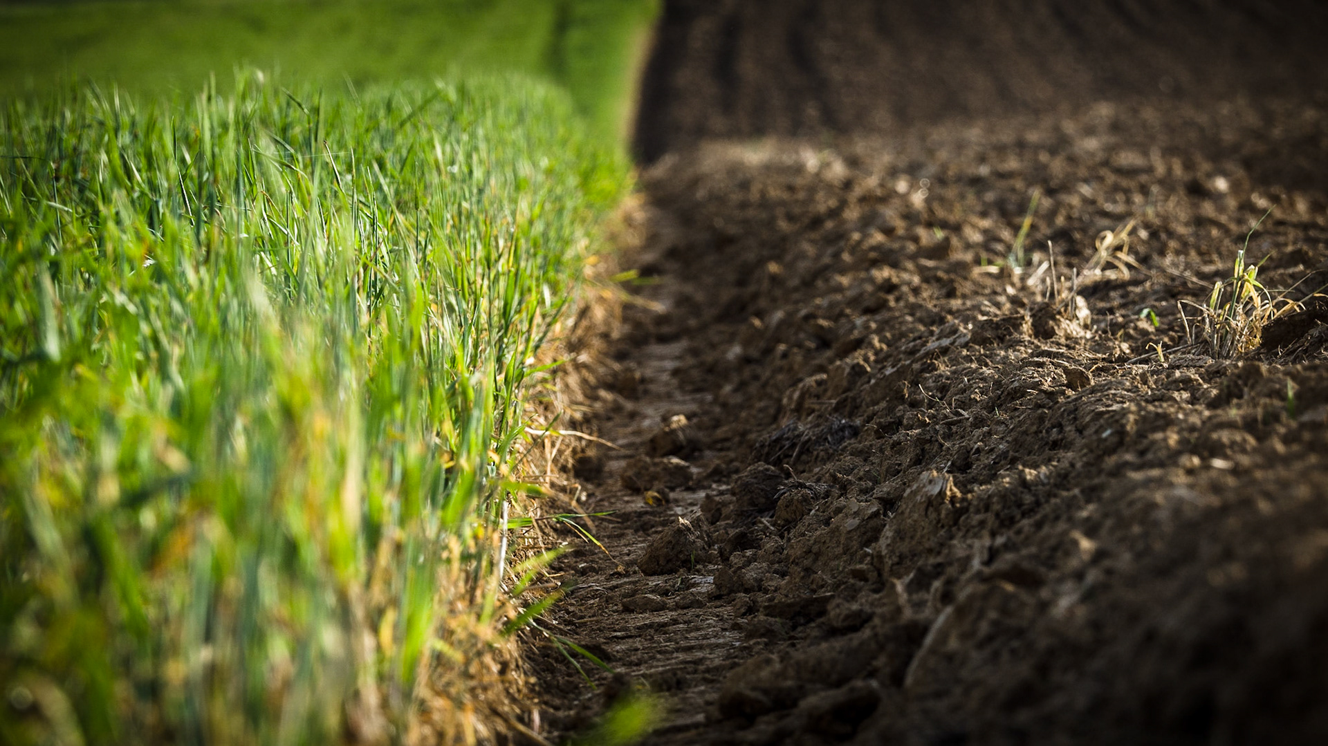 Nature "art" made by humans. Straigt lines. Clean borders.