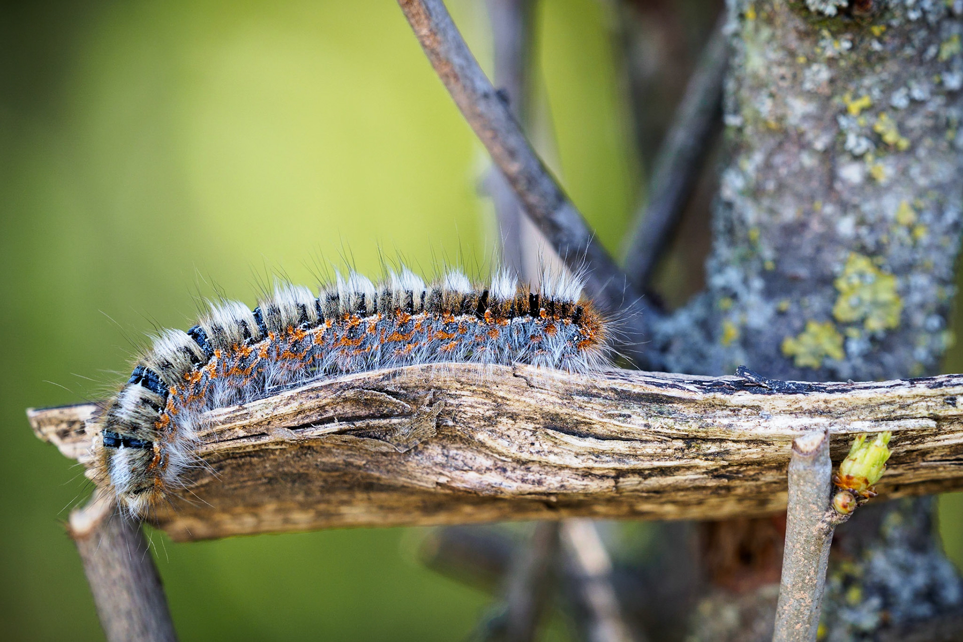 I really could not find the exact species of this hairy guy. Maybe you know what kind it is?