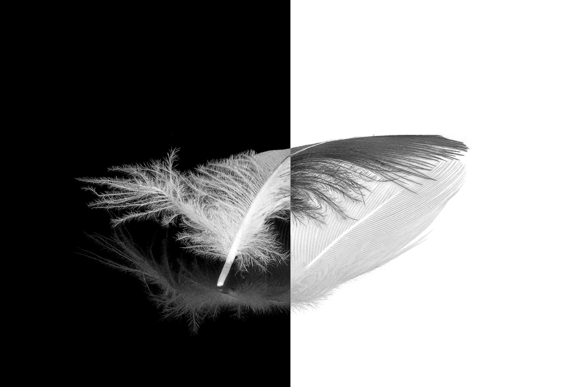 Made out of 180+ shots with the fabulous 60mm f2.8 Olympus Macro lens. Again shot on the display surface of my iPad. In post I used a combination of monochrome and inverted colors.