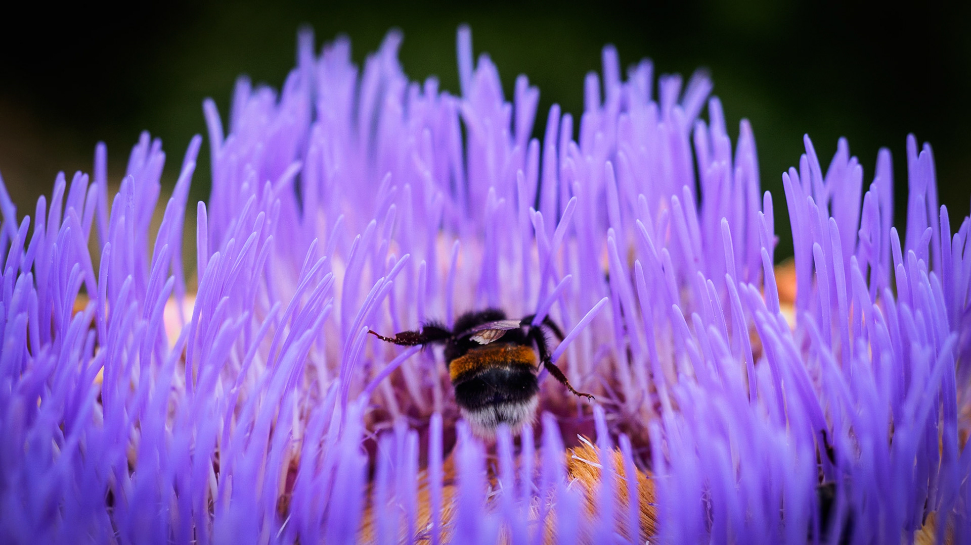 Bumblebee struggeling to get through a artichoke :-)