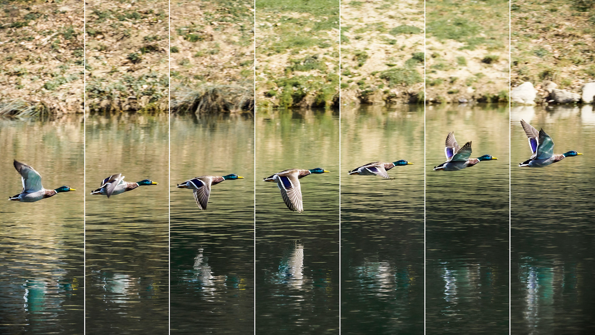 This is your captain speaking - quack!